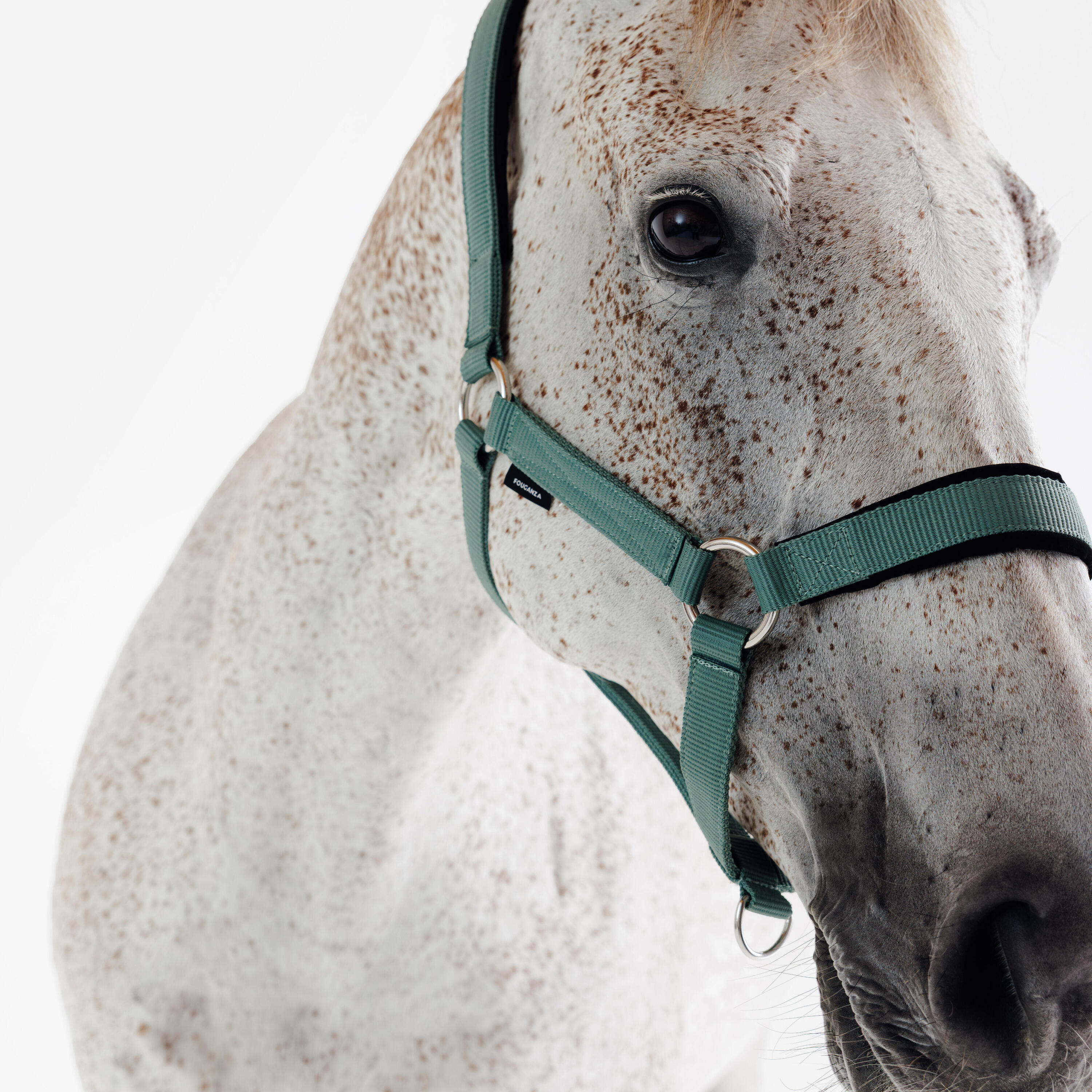 Licol équitation nubuck cheval - vert eucalyptus 2/7
