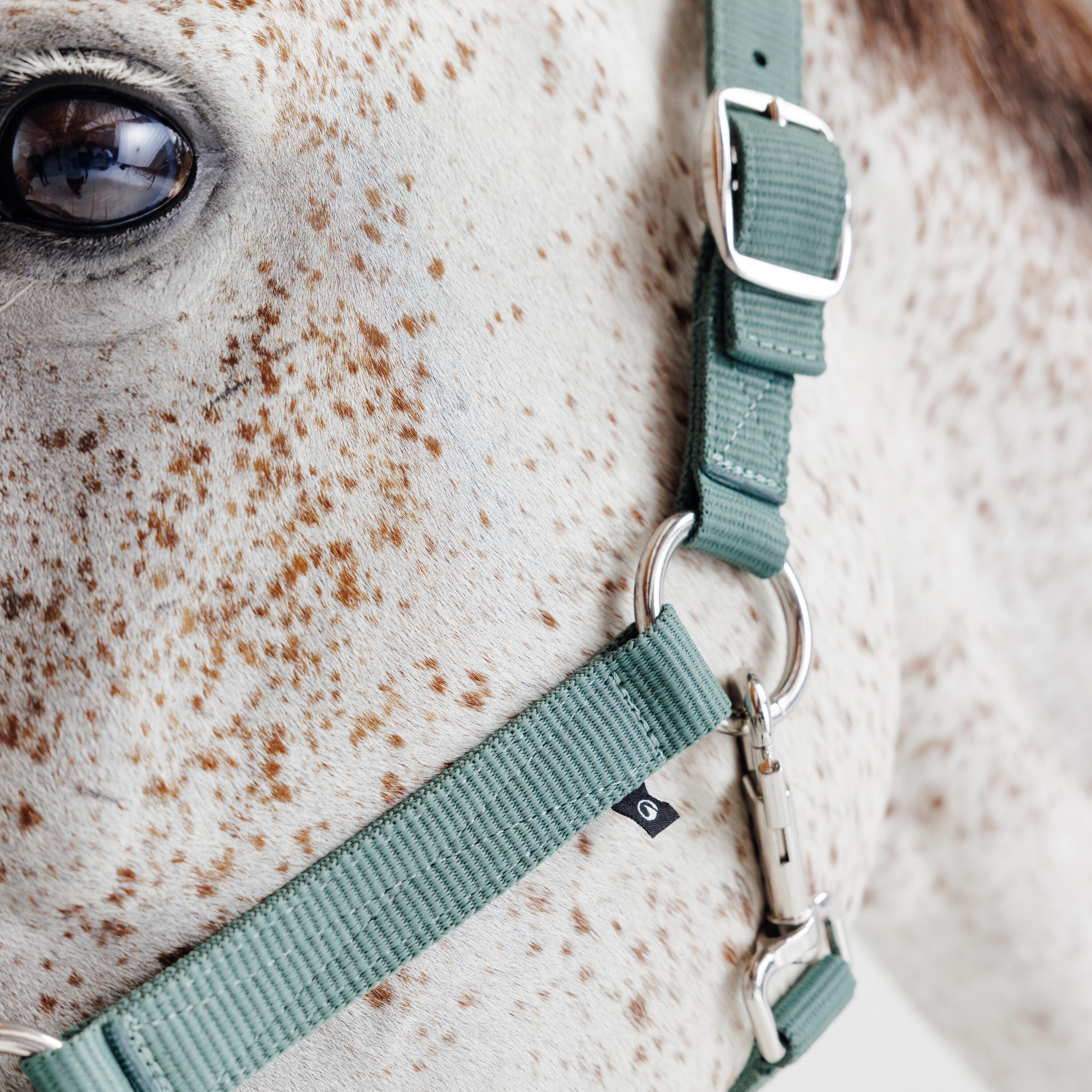 Licol équitation nubuck cheval - vert eucalyptus 6/7