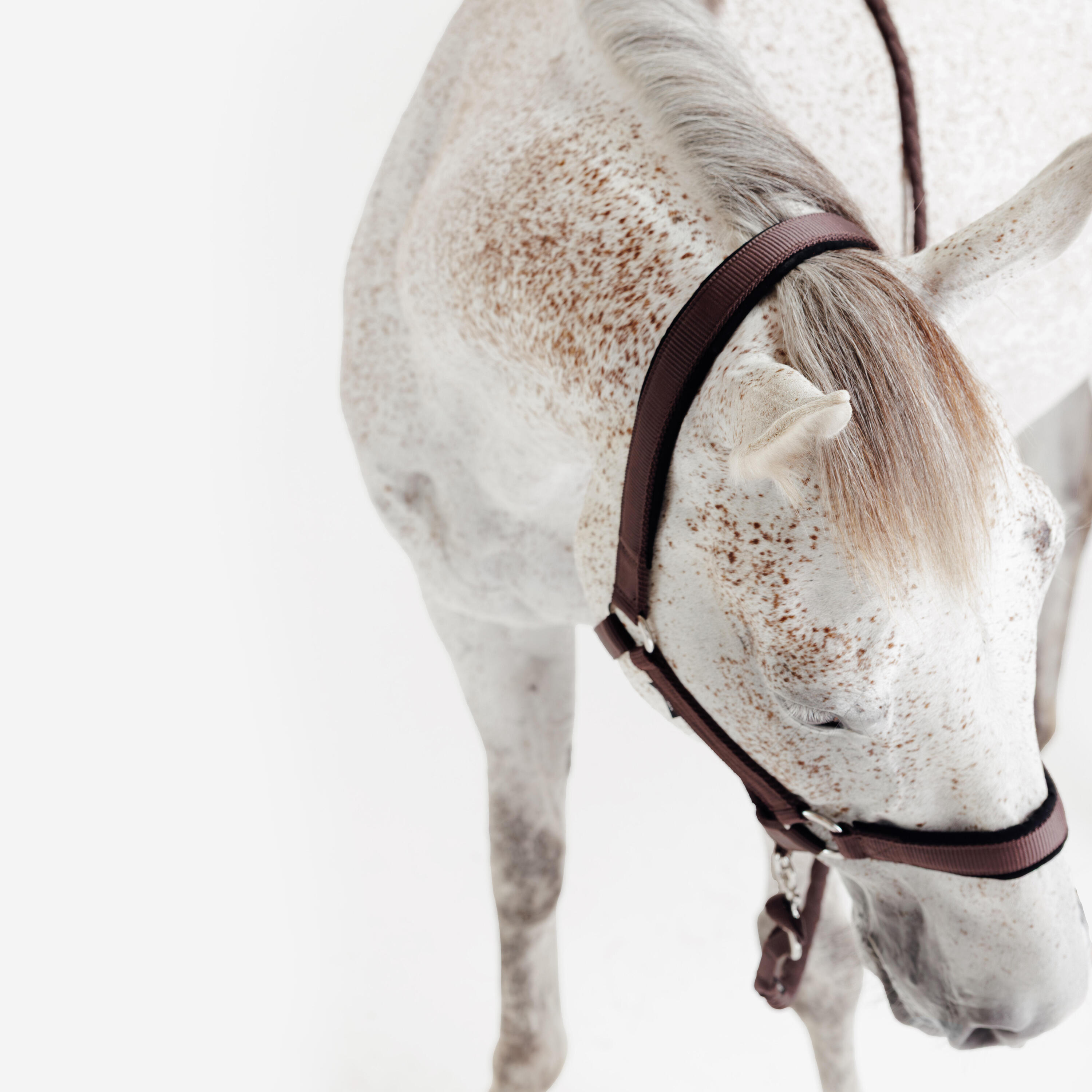 Kit licol et longe cheval en nubuck - Marron 6/7