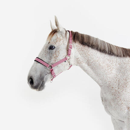 Licol équitation nubuck cheval - Bleu comète