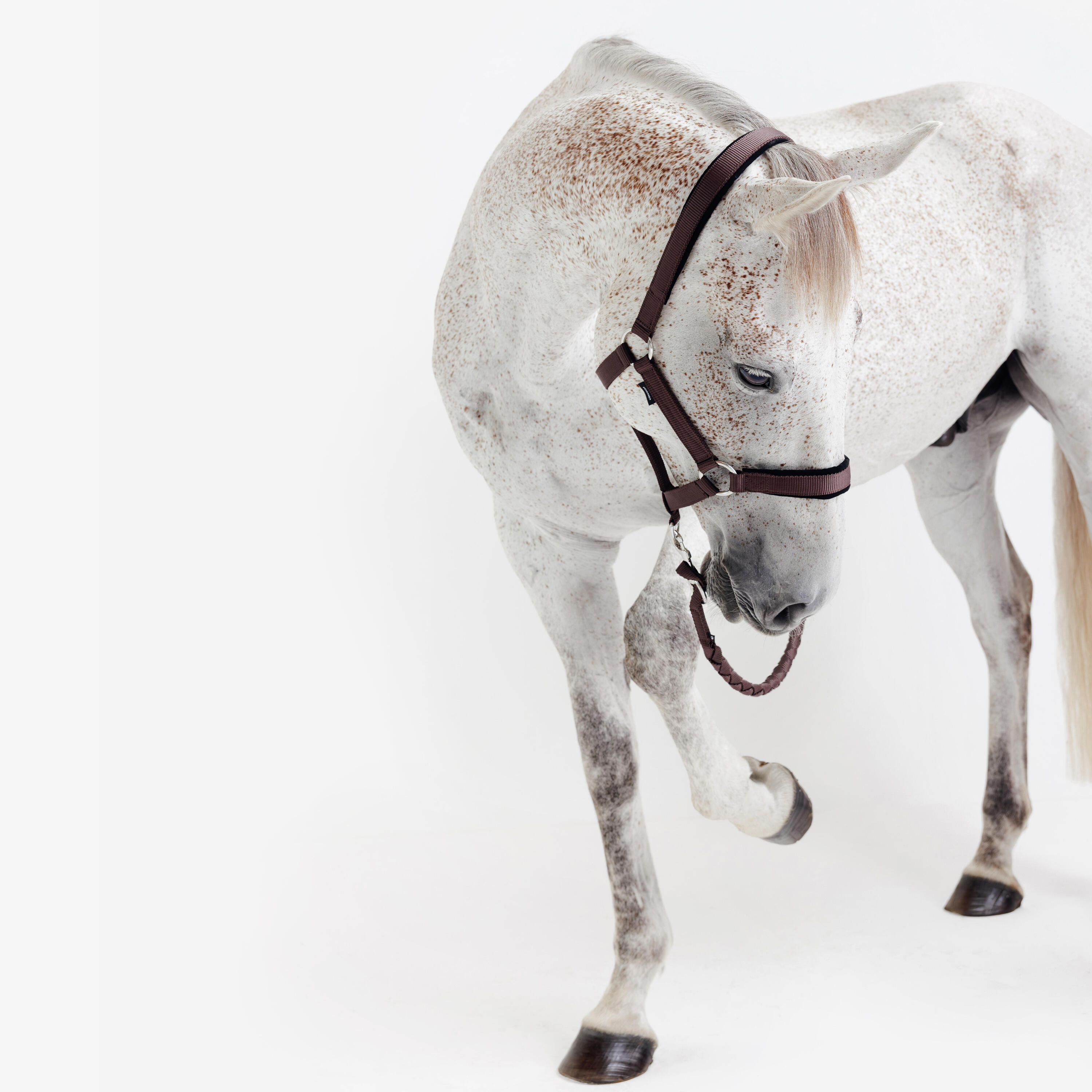 Kit licol et longe cheval en nubuck - Marron 7/7