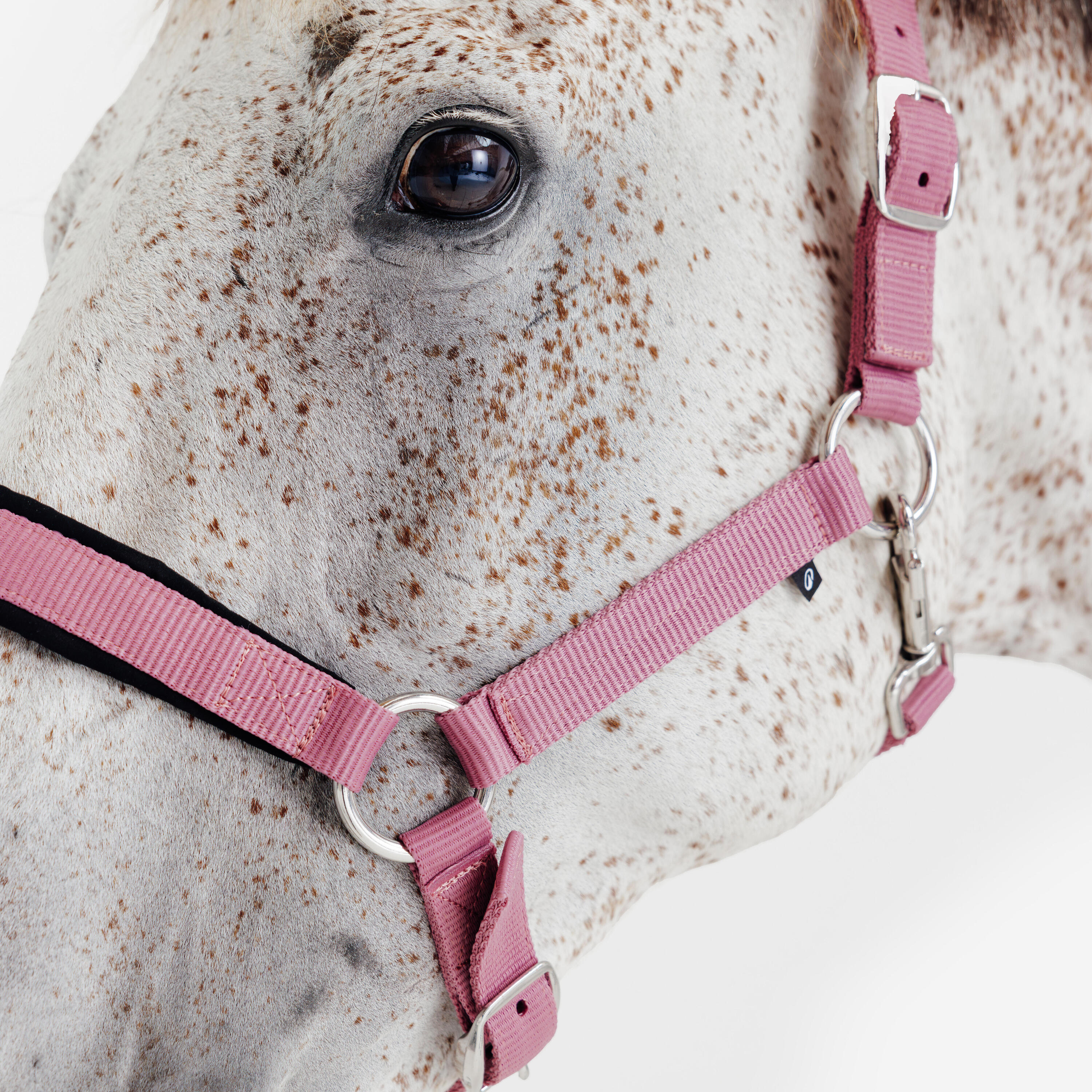 Licol équitation nubuck cheval - rose LITCHI 2/5