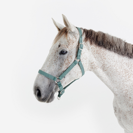 Licol équitation cheval et poney SCHOOLING - Vert eucalyptus