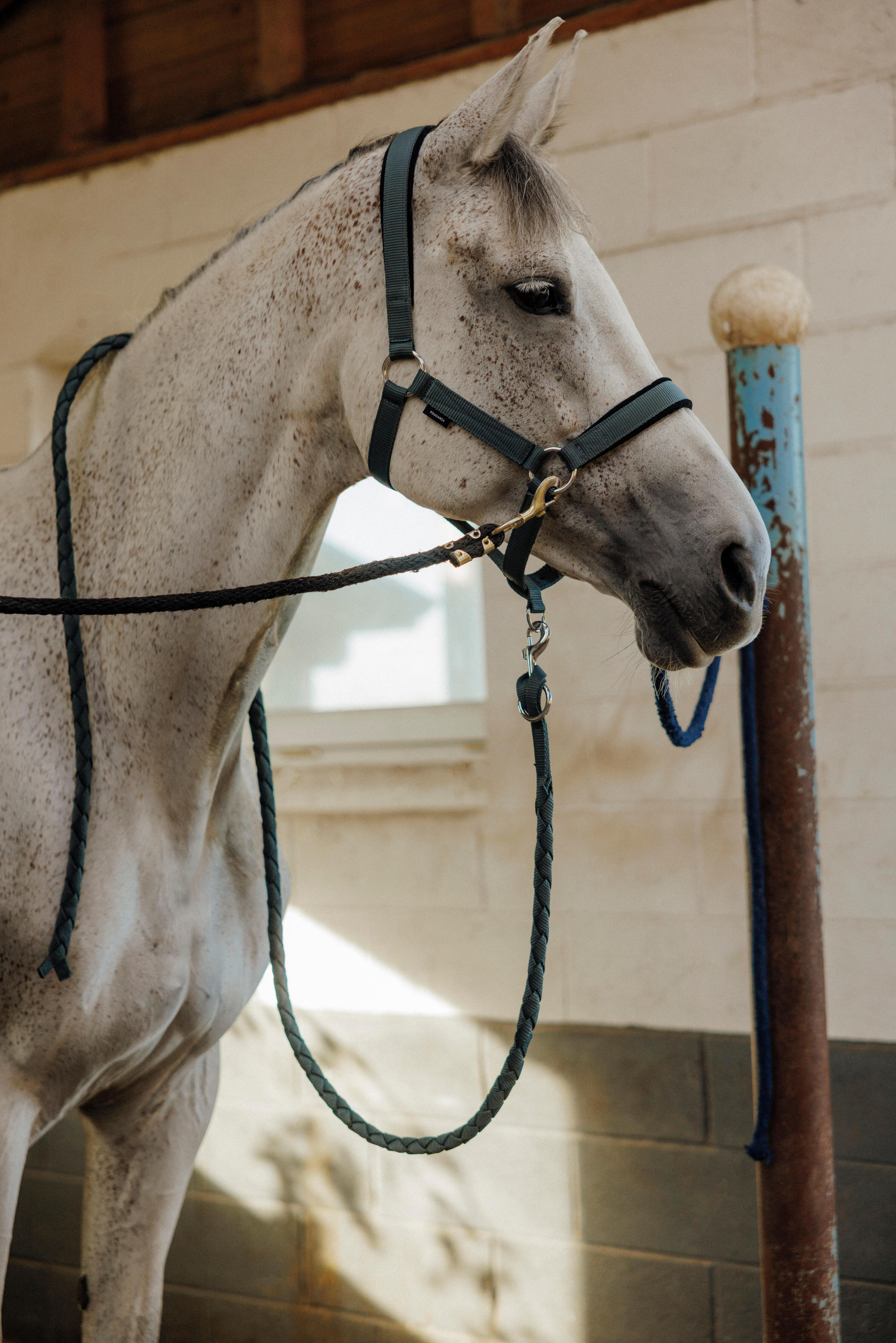 Kit licol et longe cheval en nubuck - Vert 6/6
