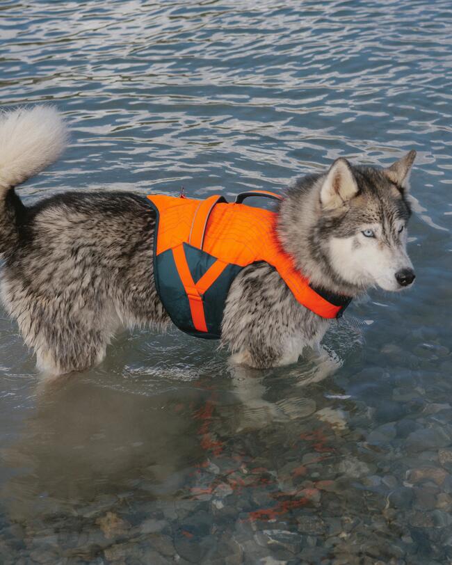 husky mit schwimmweste im wasser 