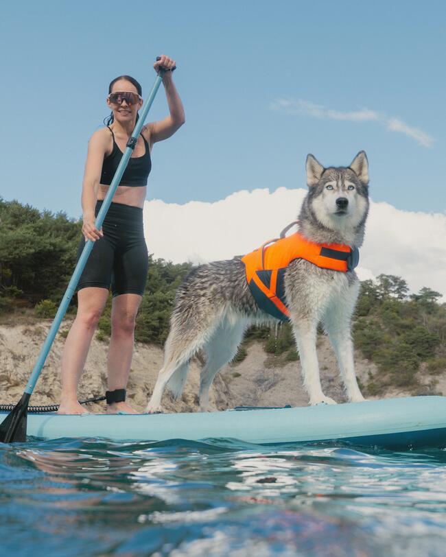 husky steht auf dem SUP mit schwimmweste 