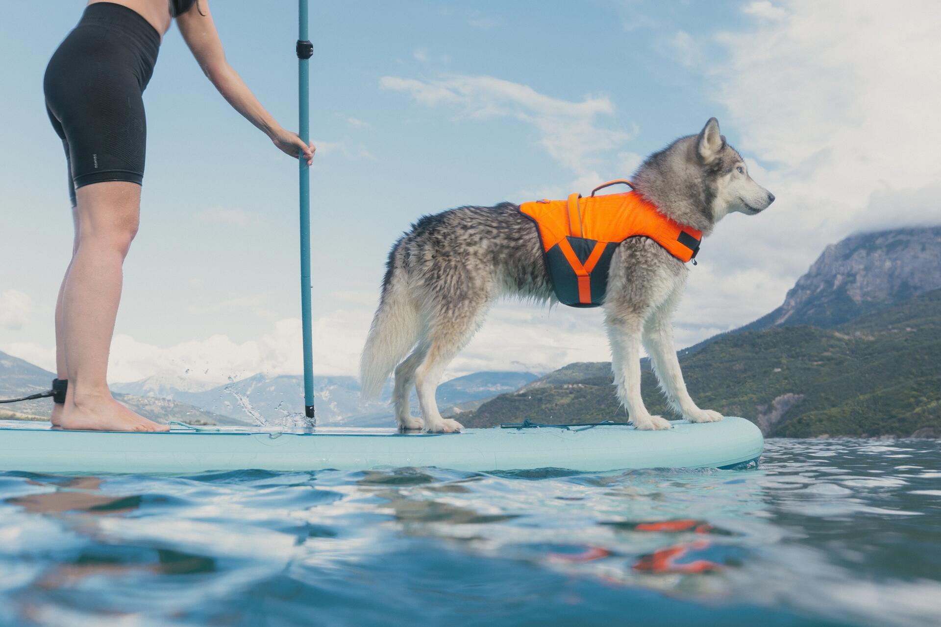 Chien sur un canoë avec son gilet de flottaison