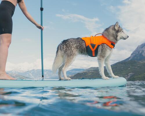 Chien sur un canoë avec son gilet de flottaison