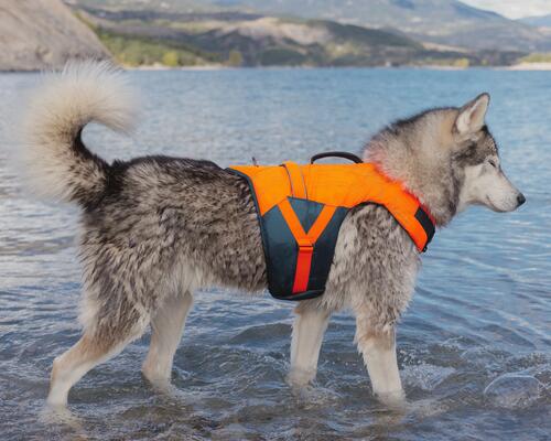 Chien se baignant avec son gilet de flottaison Decathlon