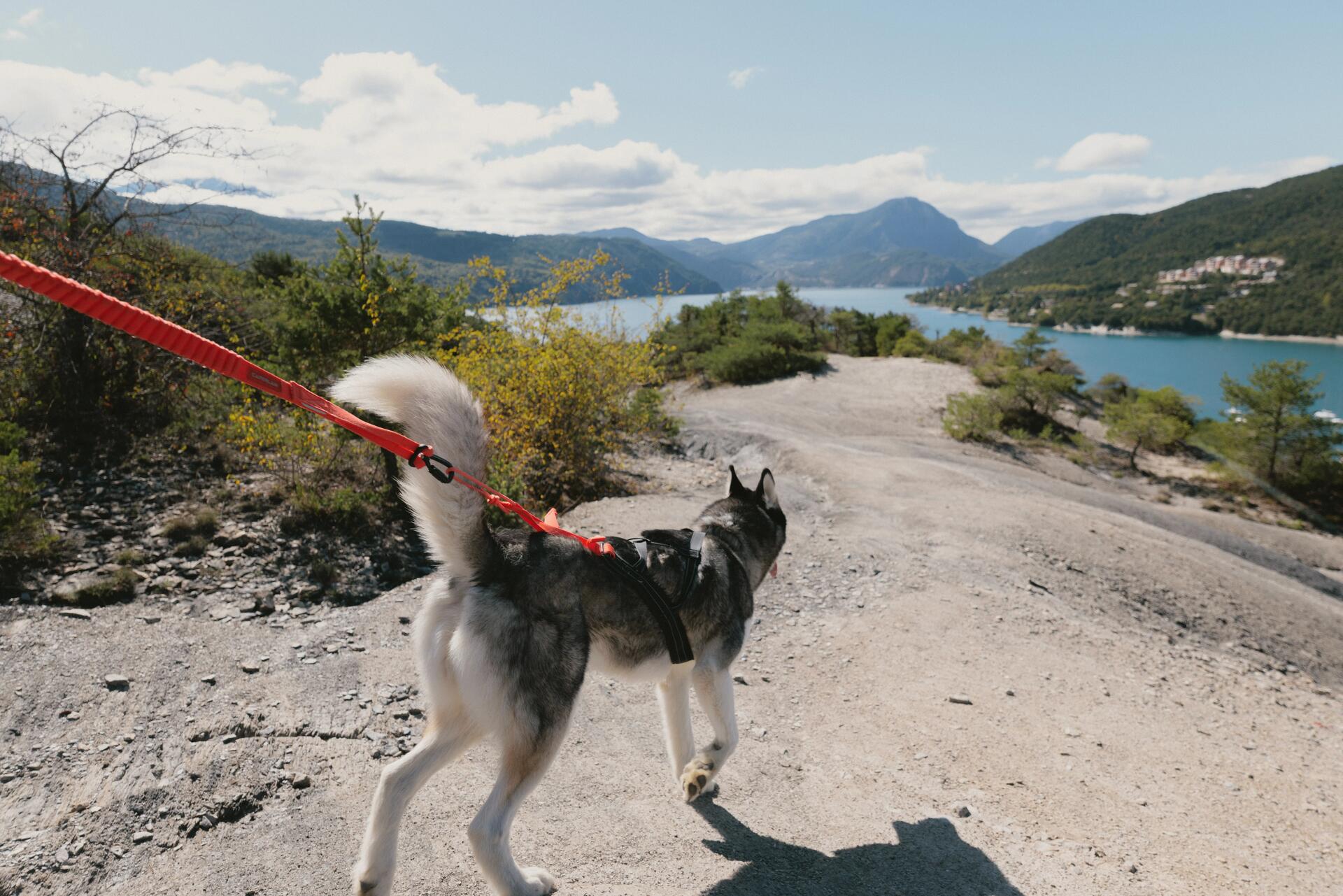 Chien en cani rando avec sa ligne de trait