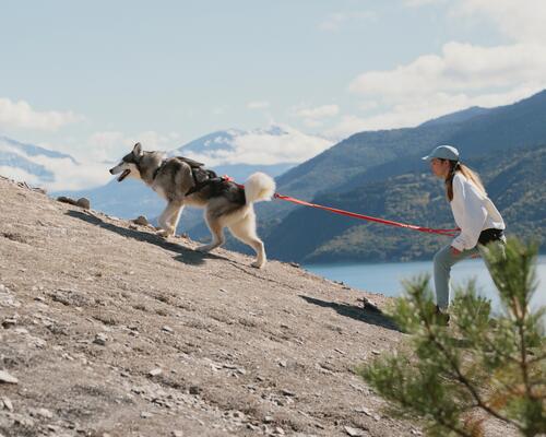 Une cani radonnée avec son compagnon en motagne