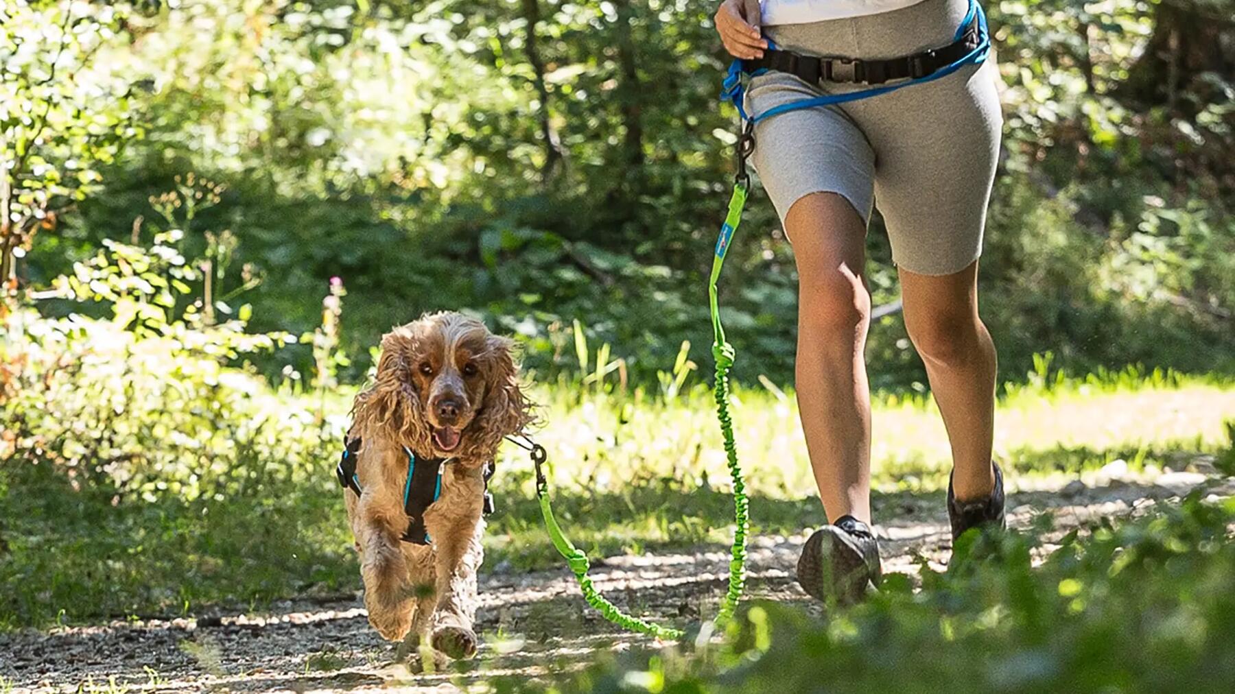 Nahaufnahme von Hund an einer Canicross Leine bei Person im Wald