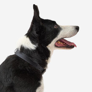 Collar Perro 500 Negro