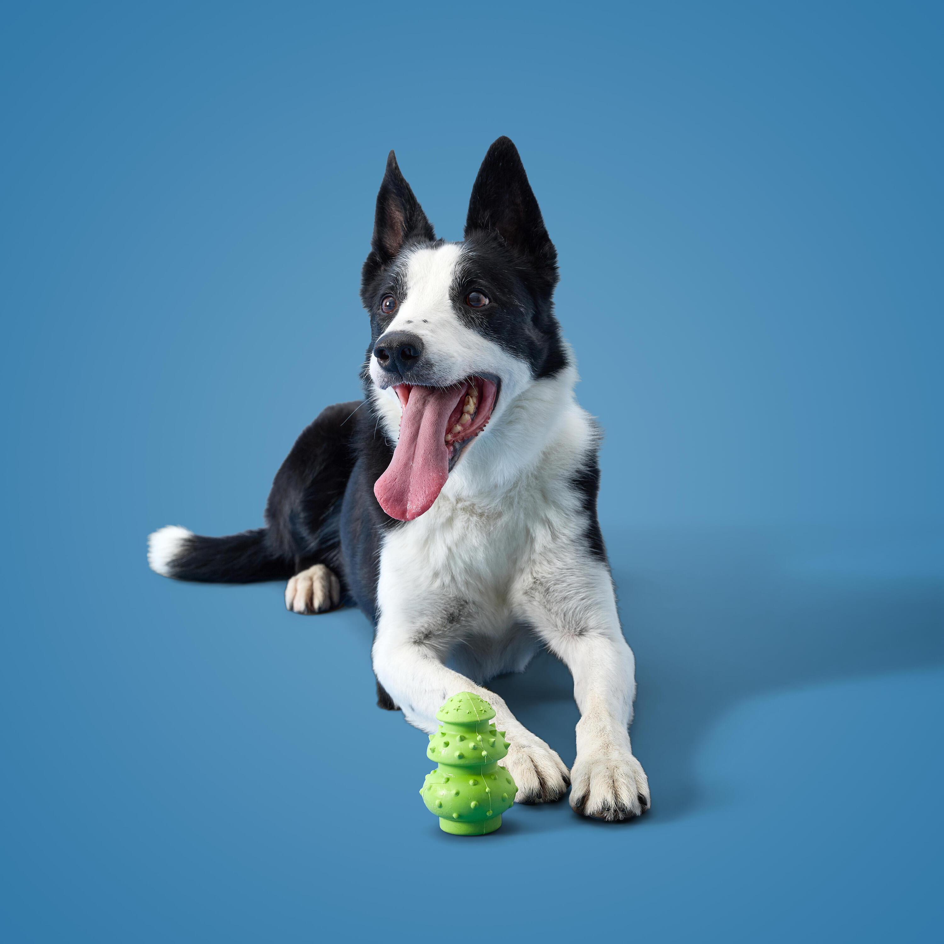 Jouet pour chien Rubb'n'black Circus 5/5
