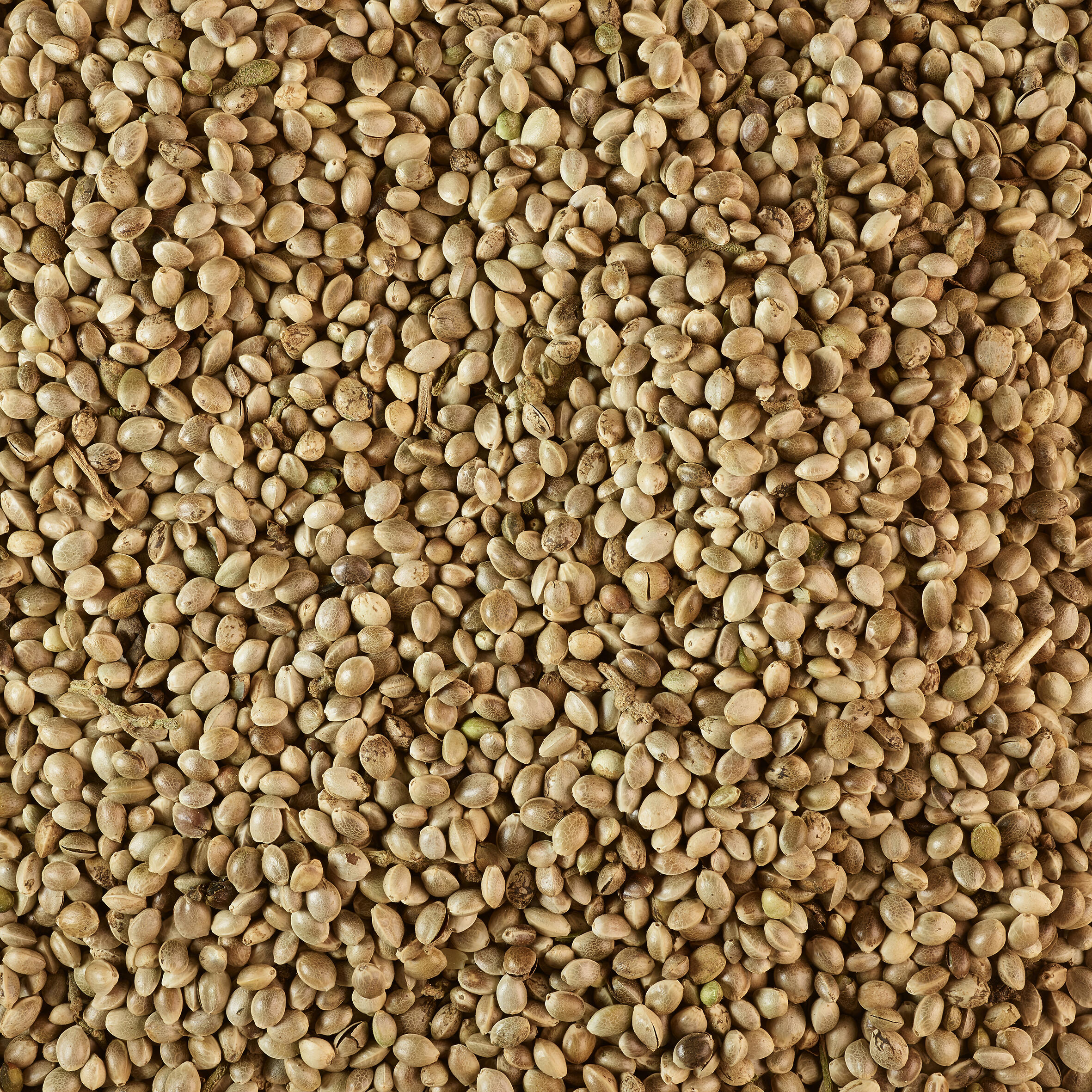 Graine de chènevis pour la pêche au coup 0,7kg 3/3