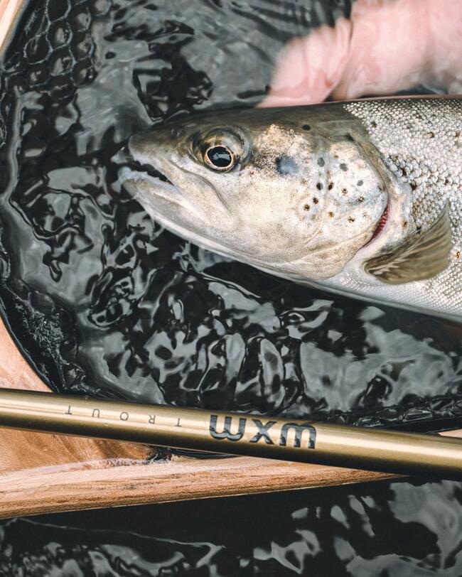 Pêche de la truite au leurre dans une rivière.