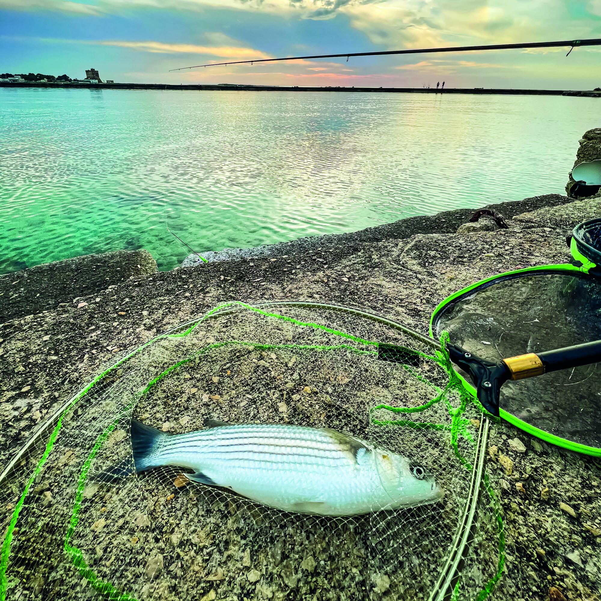 Testa guadino pesca colpo mare Maver UFO NYLON  40x50 cm trasparente 4/6