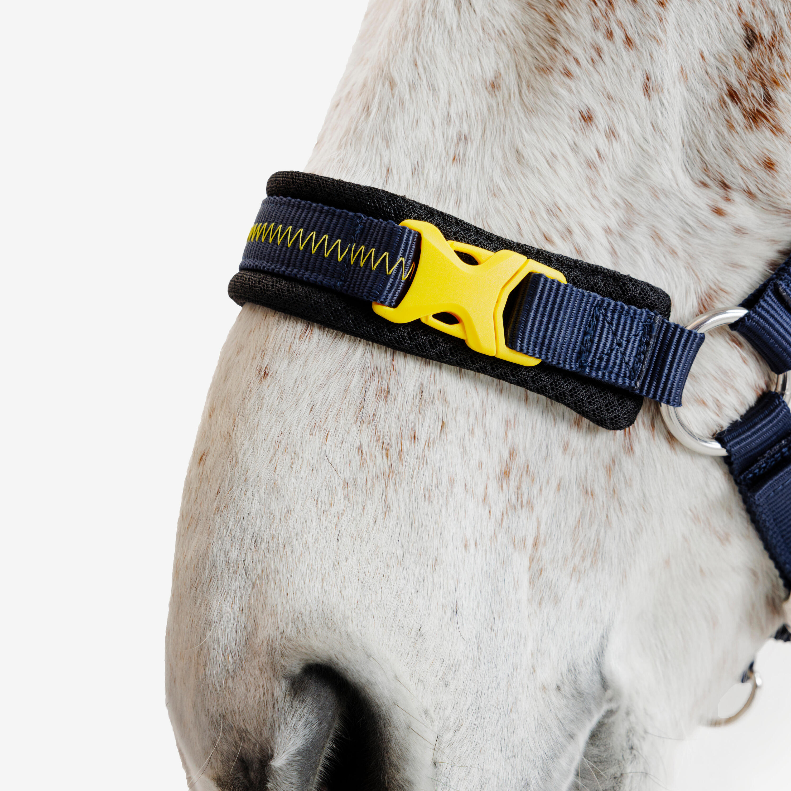 Licol Izisafe éducatif cheval et poney - bleu rouge jaune 5/9