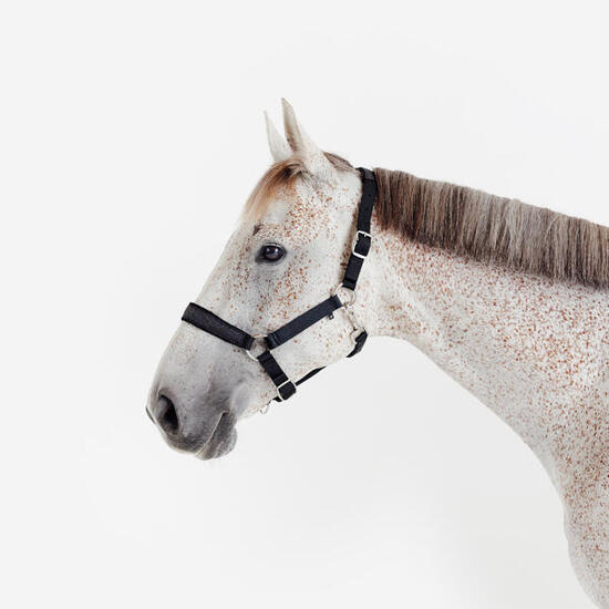 Licol équitation nubuck cheval - noir pailleté