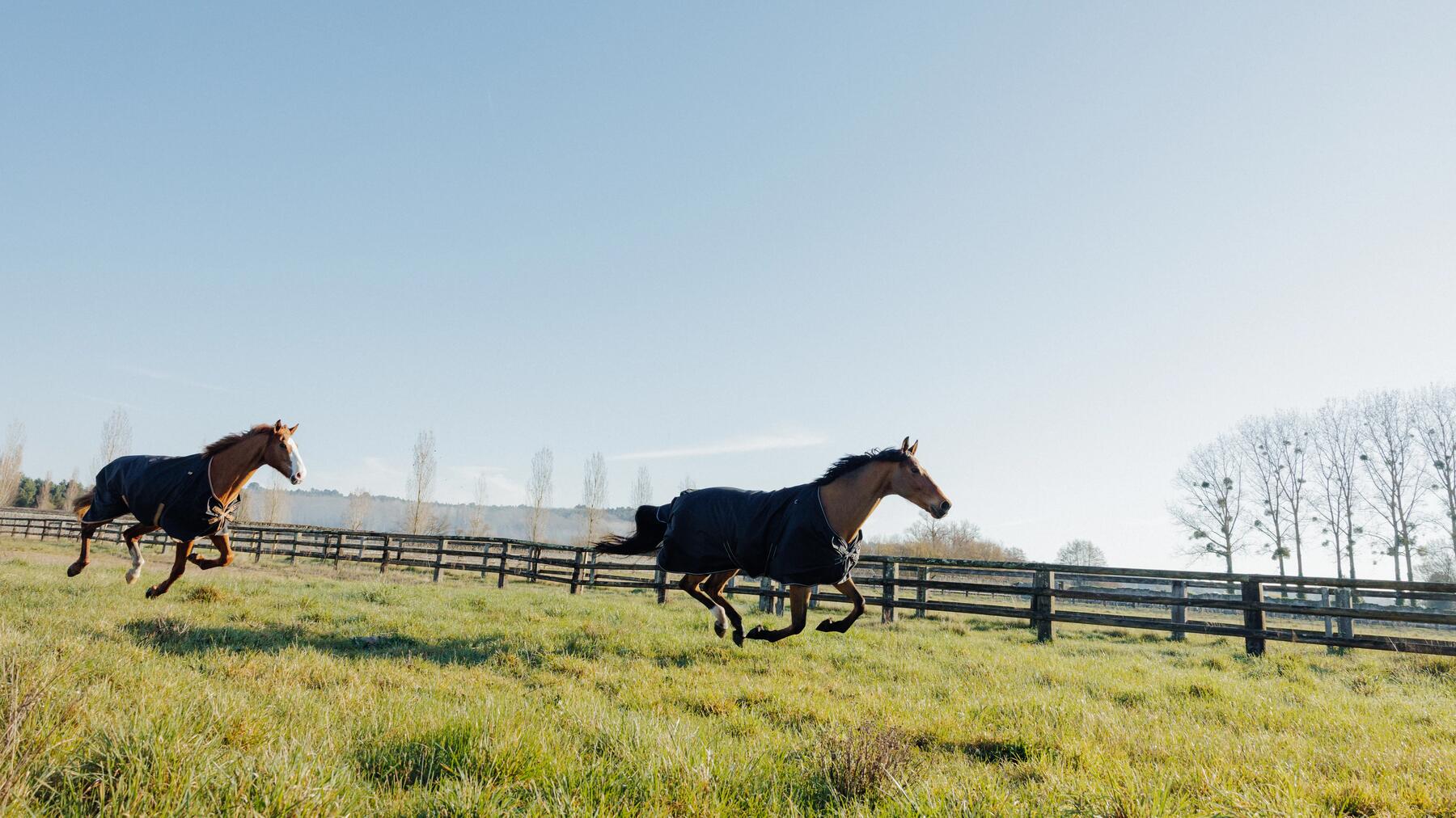 Reiten mit den passenden Reitstiefeln macht mehr Spaß