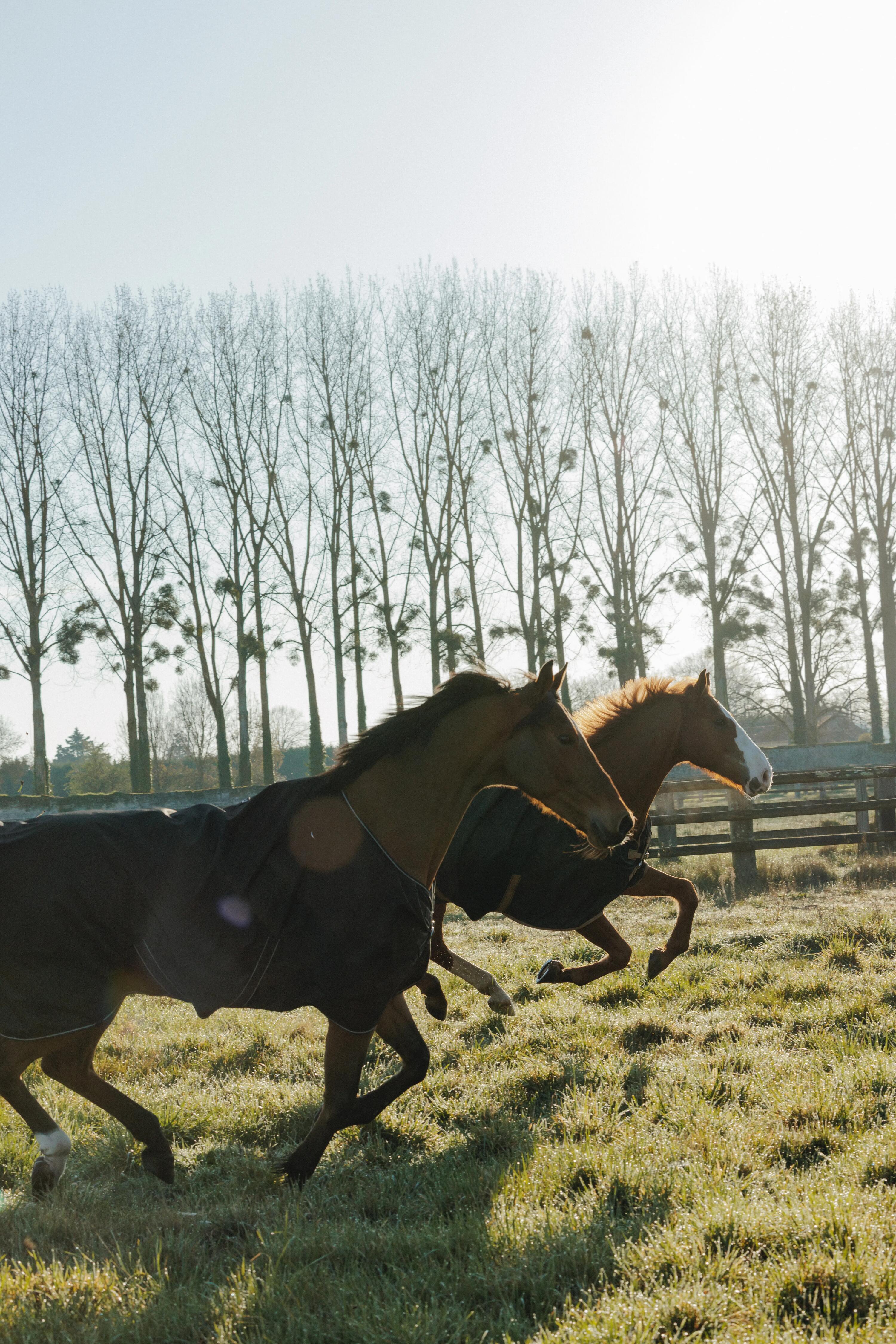 Regendeken voor paarden en pony's AllWeather 600D zwart 200 g 8/10