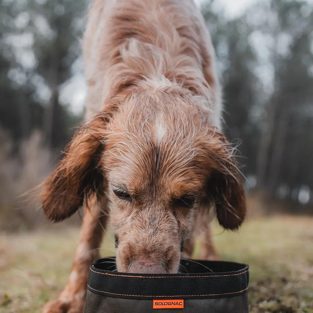 preparer votre chien pour la saison de chasse
