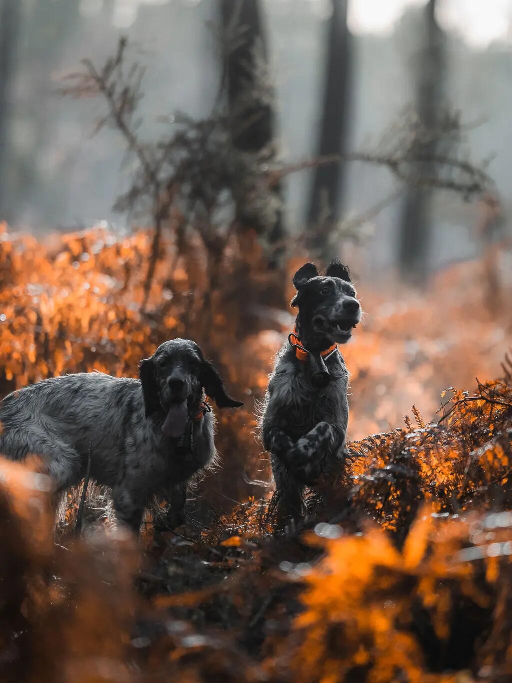 Cazador con perro