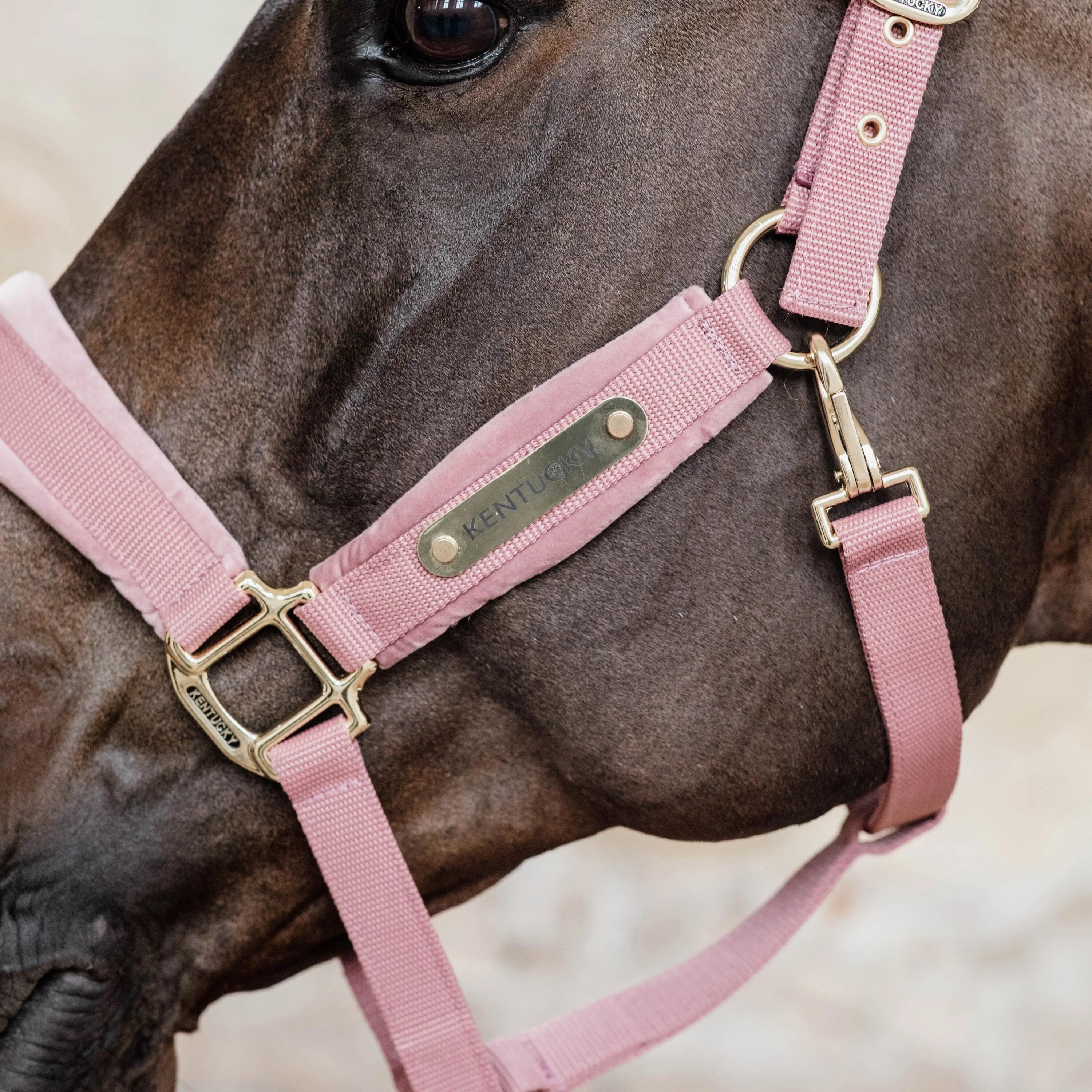Cabeçada Quadra Equitació Velvet Rosa 2/4