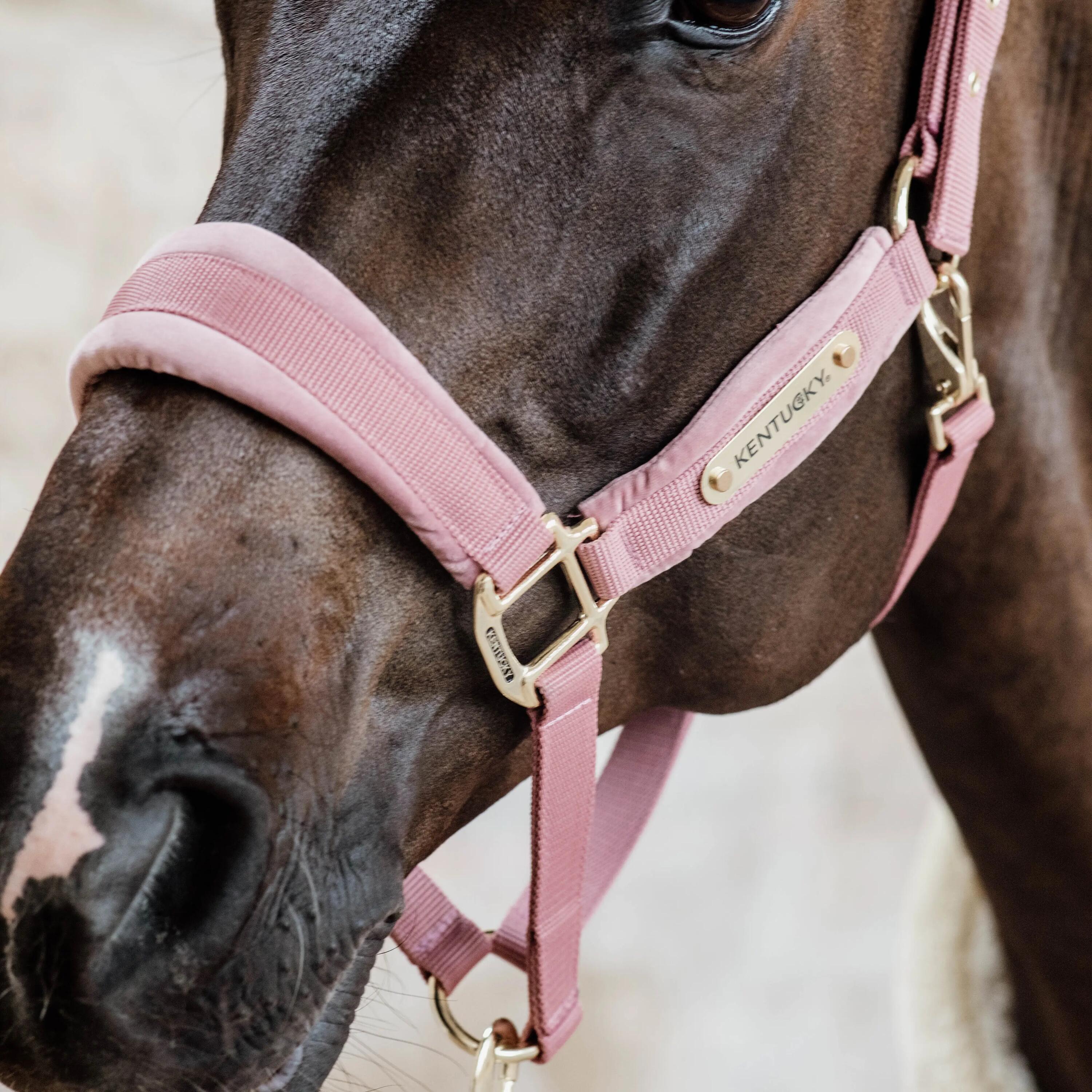 Cabeçada Quadra Equitació Velvet Rosa 3/4