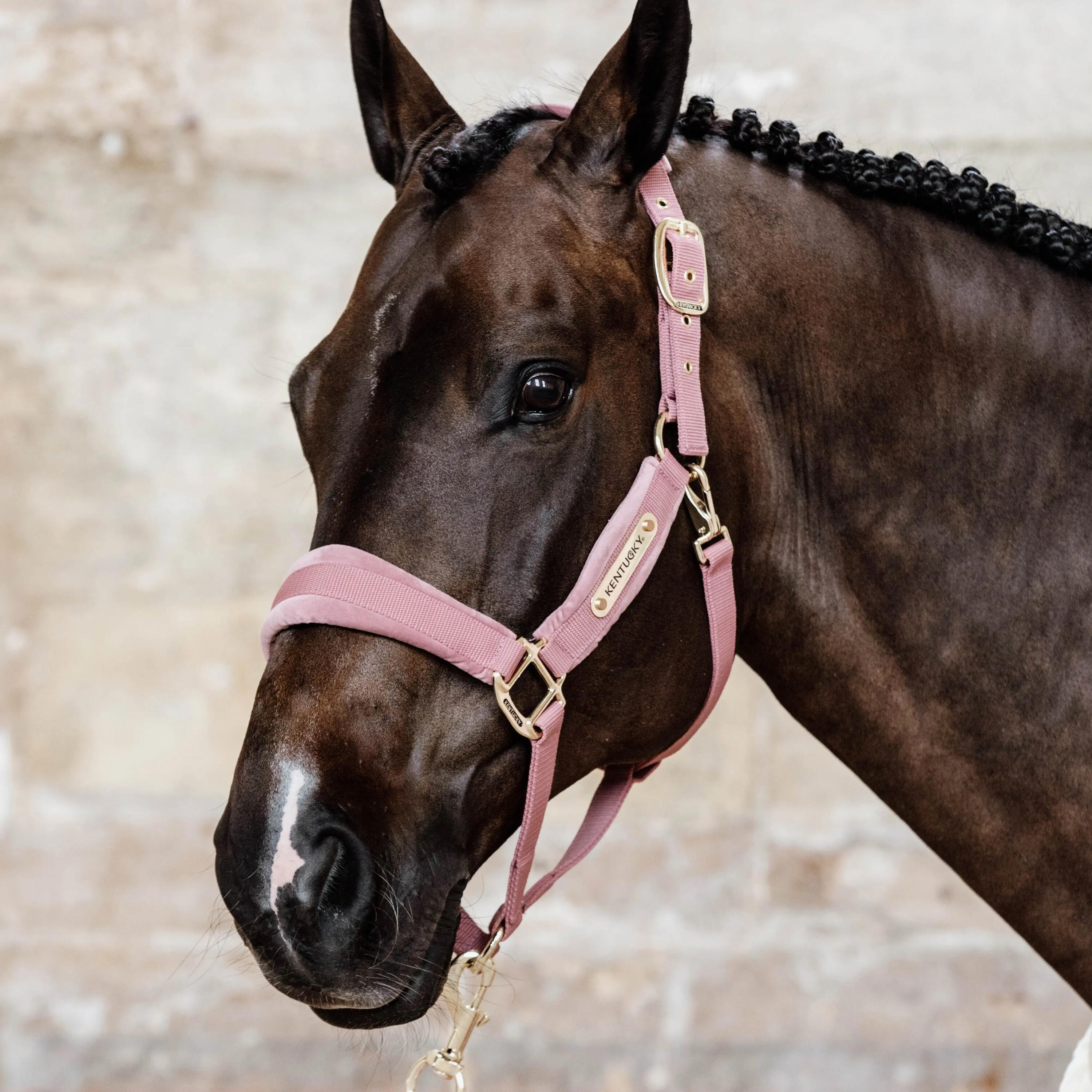 Cabeçada Quadra Equitació Velvet Rosa 4/4