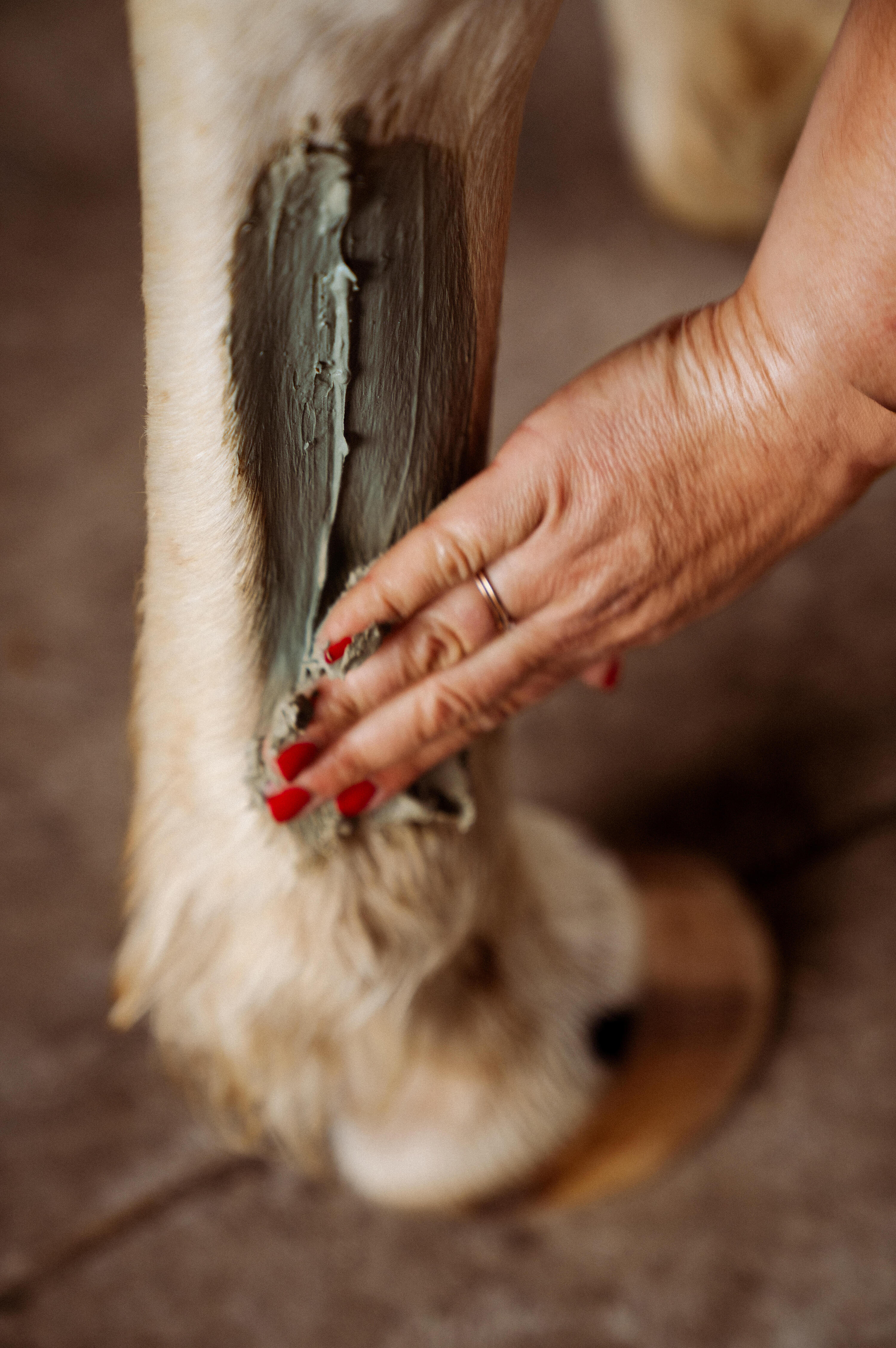 Argile rafraîchissante équitation Cheval et Poney 2,5 kg 4/5