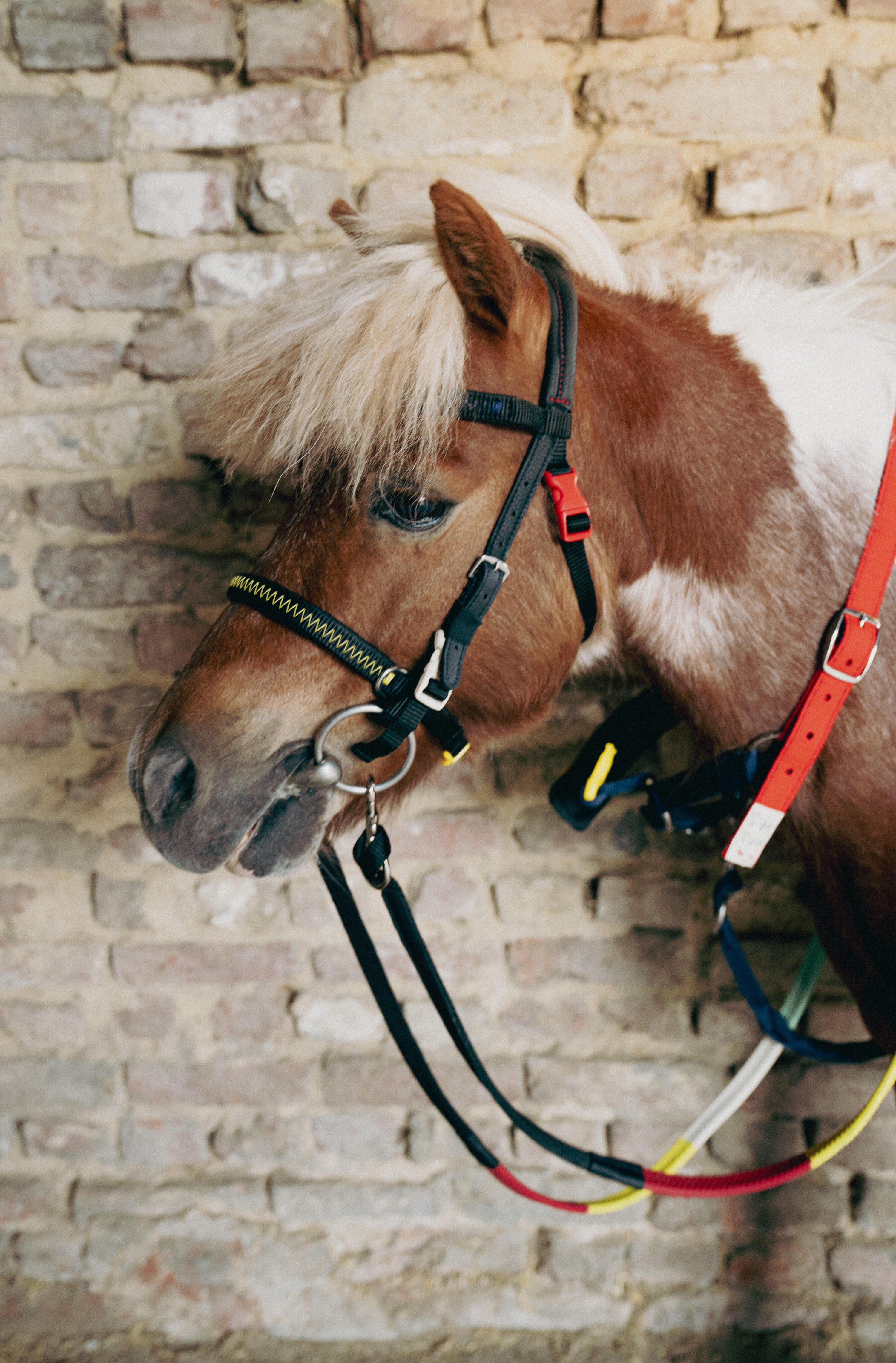 Licol Izisafe éducatif cheval et poney - bleu rouge jaune 8/9