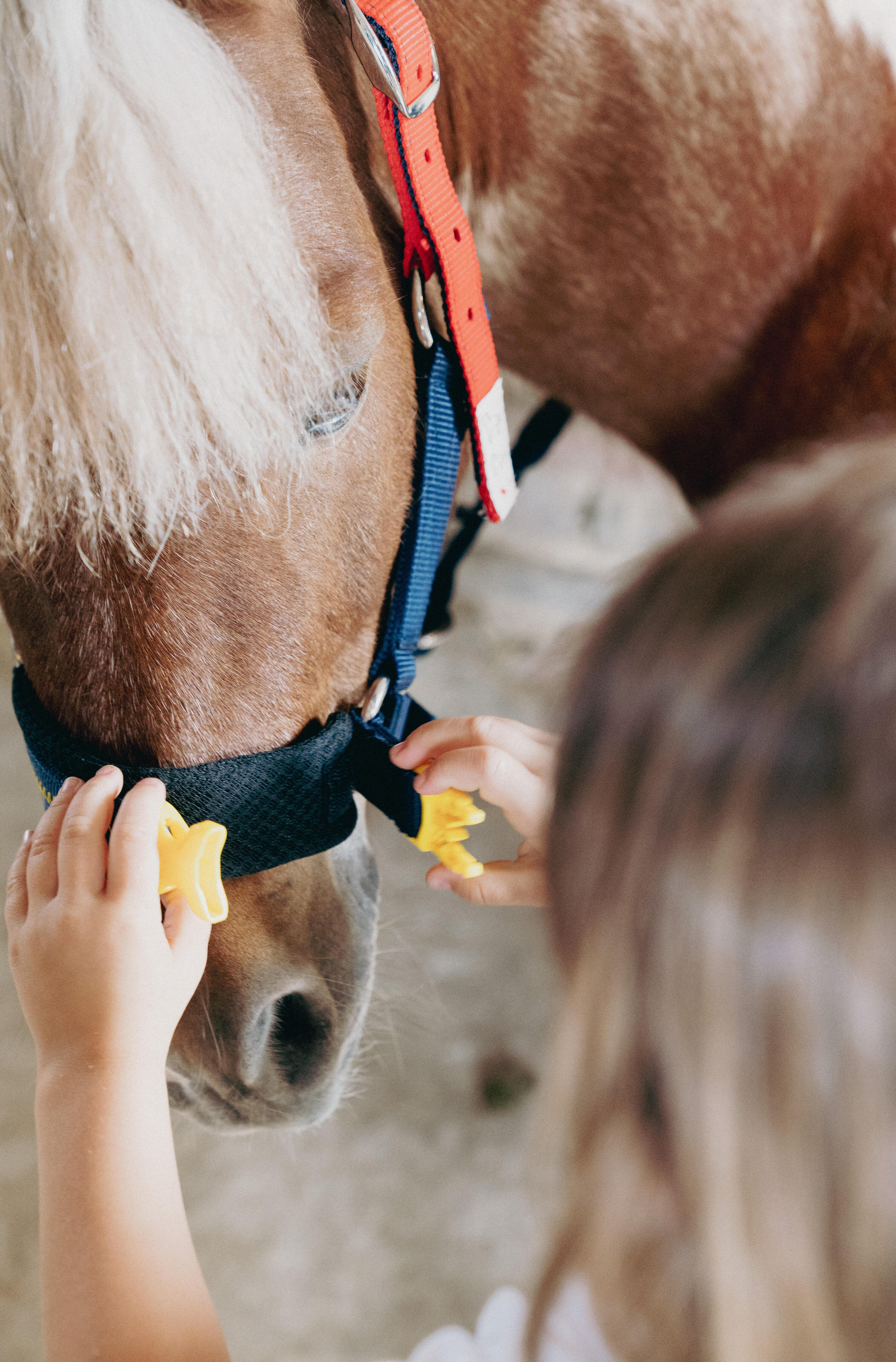 Licol Izisafe éducatif cheval et poney - bleu rouge jaune 7/9