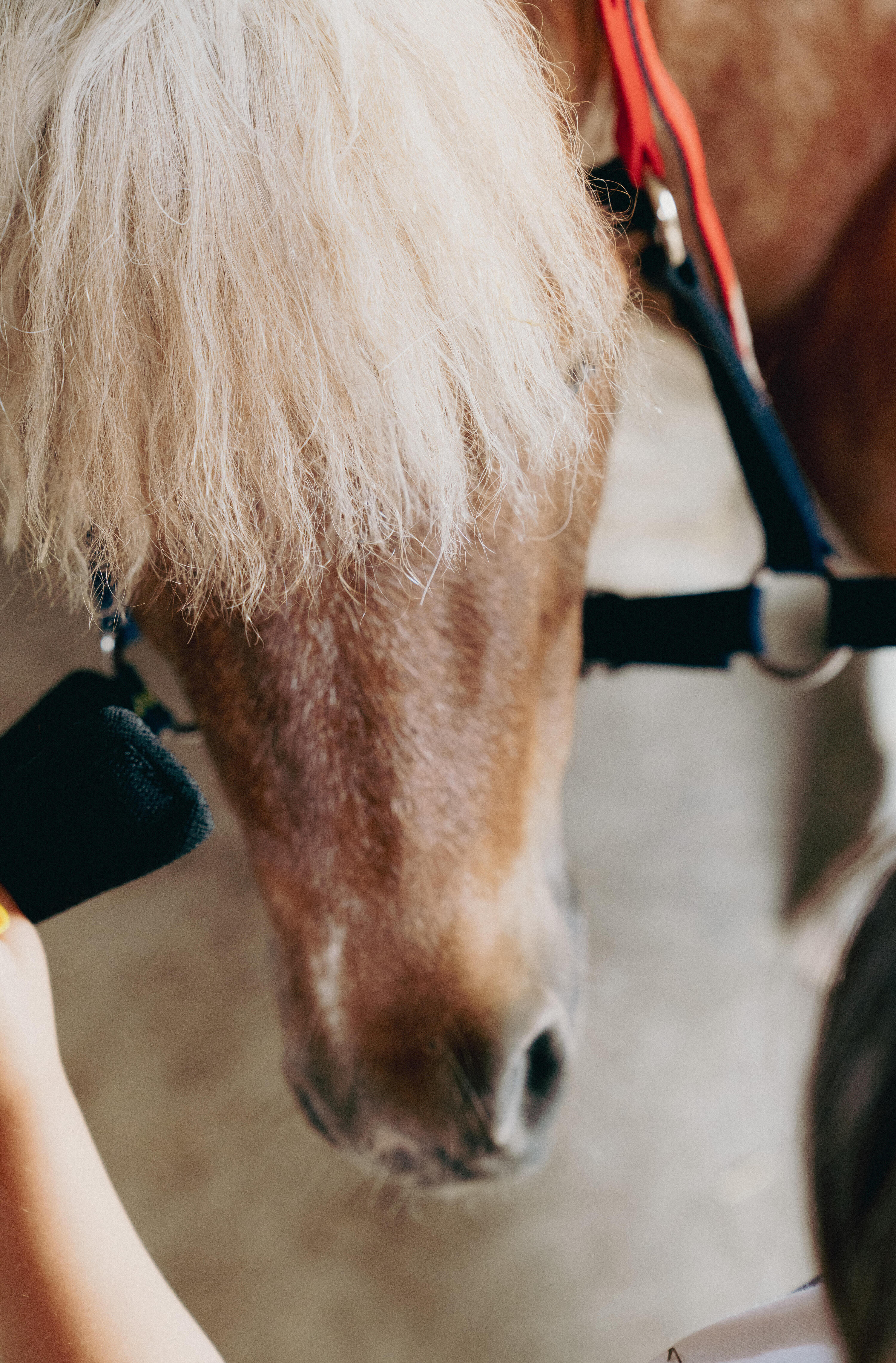 Licol Izisafe éducatif cheval et poney - bleu rouge jaune 9/9
