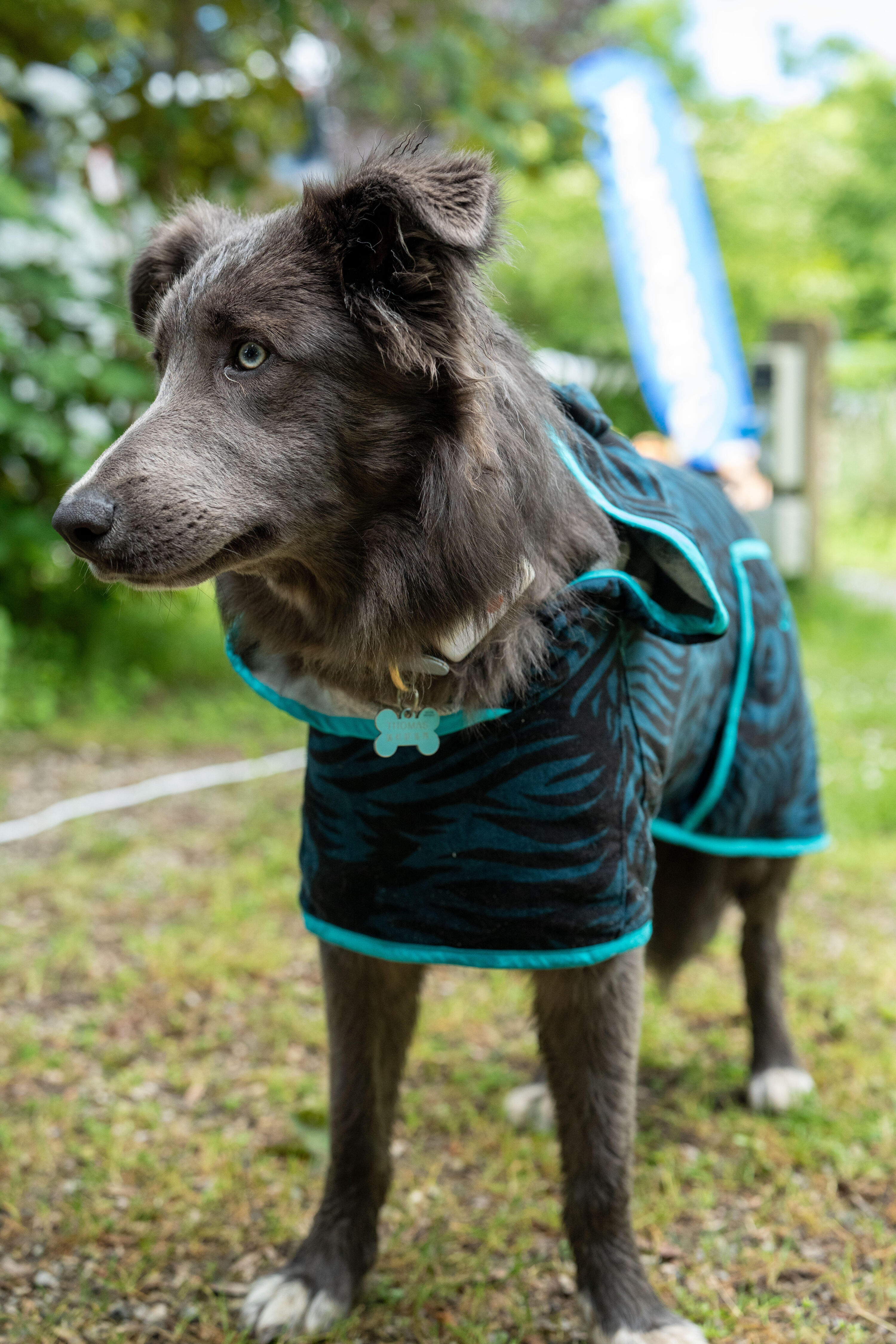 DOG TOWEL ROBE - BLACK WITH BLUE PATTERNS 8/9