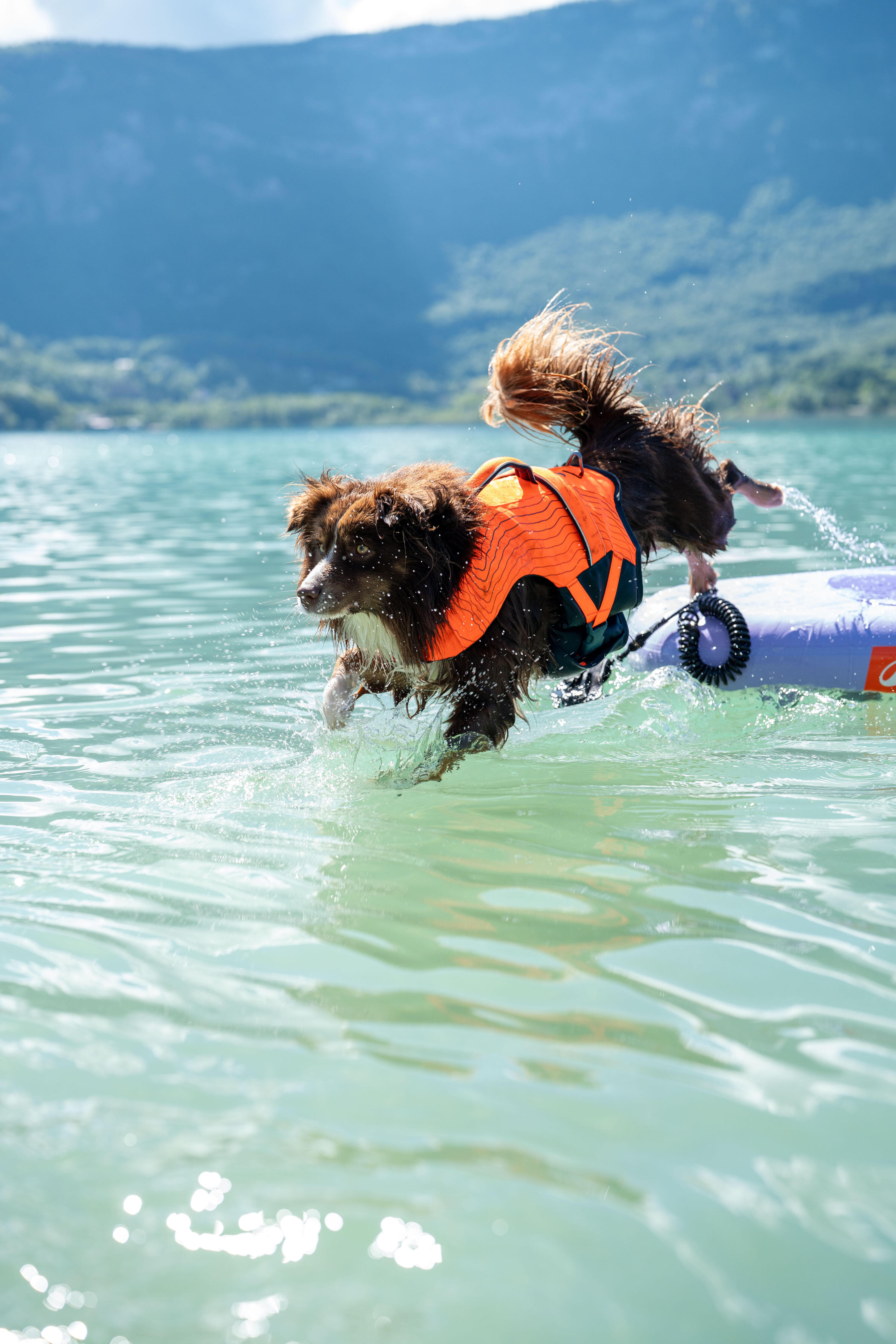 Dog Life Vest  17/18