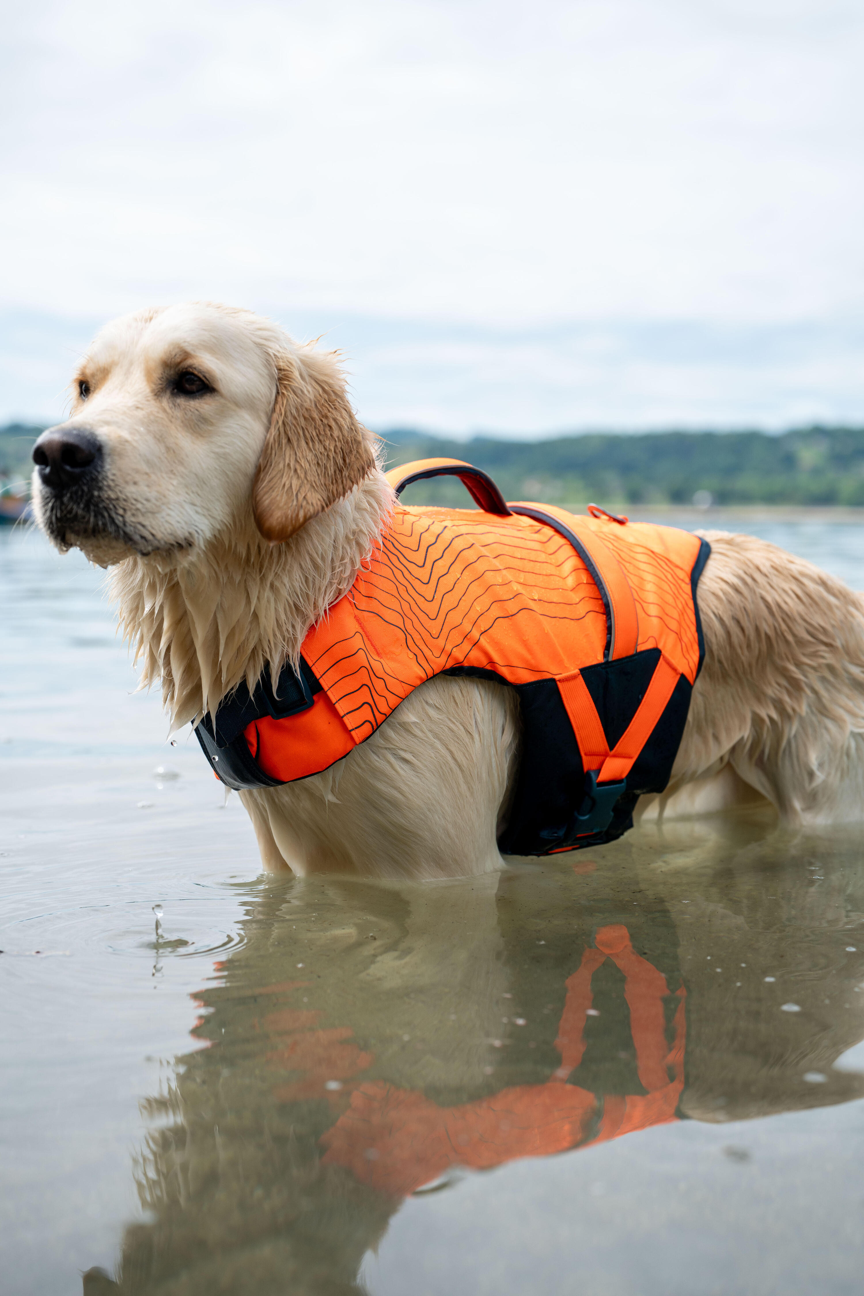 Dog Life Vest  15/18