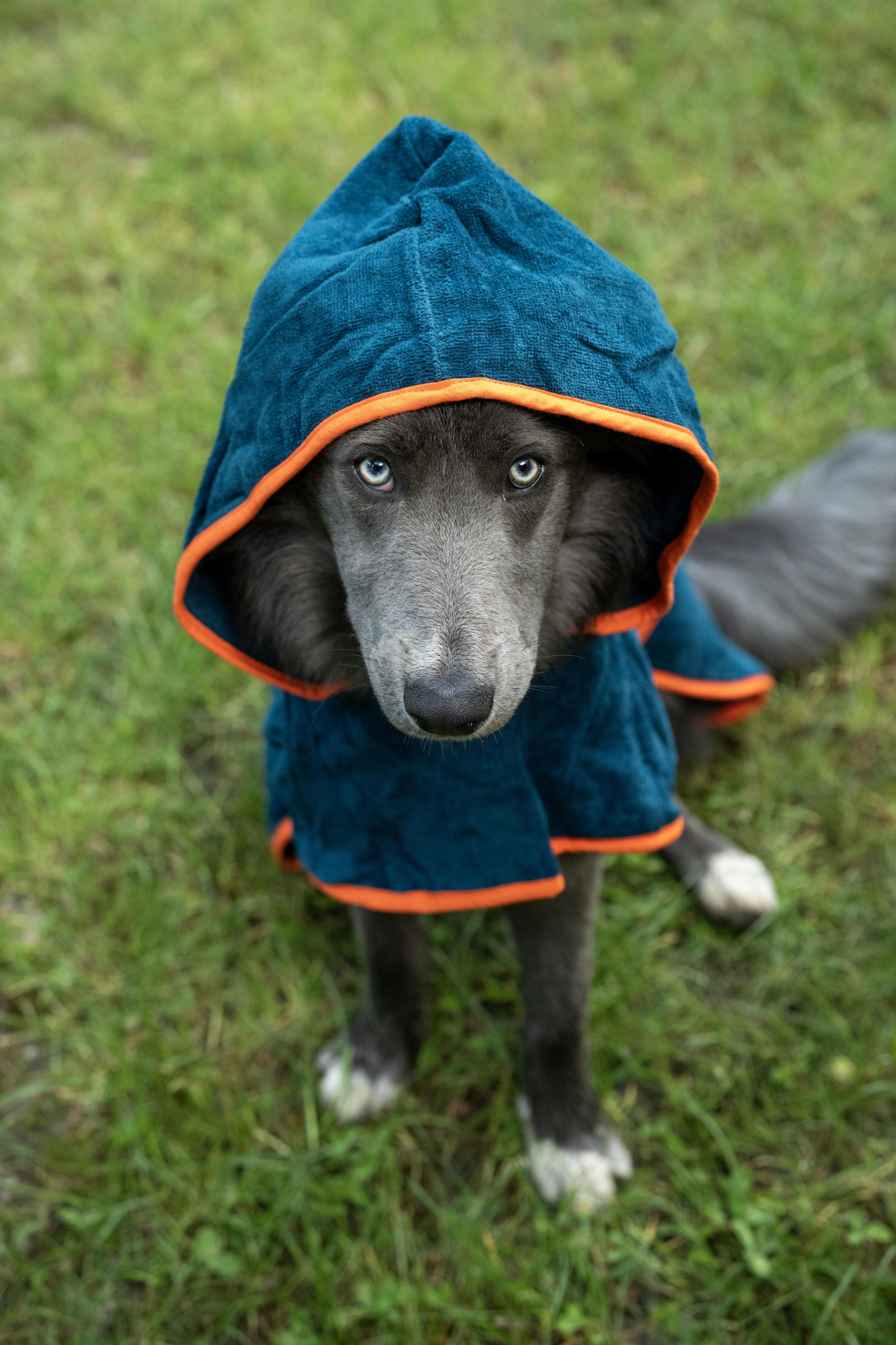 Hundebademantel / Hundeweste blau 11/11