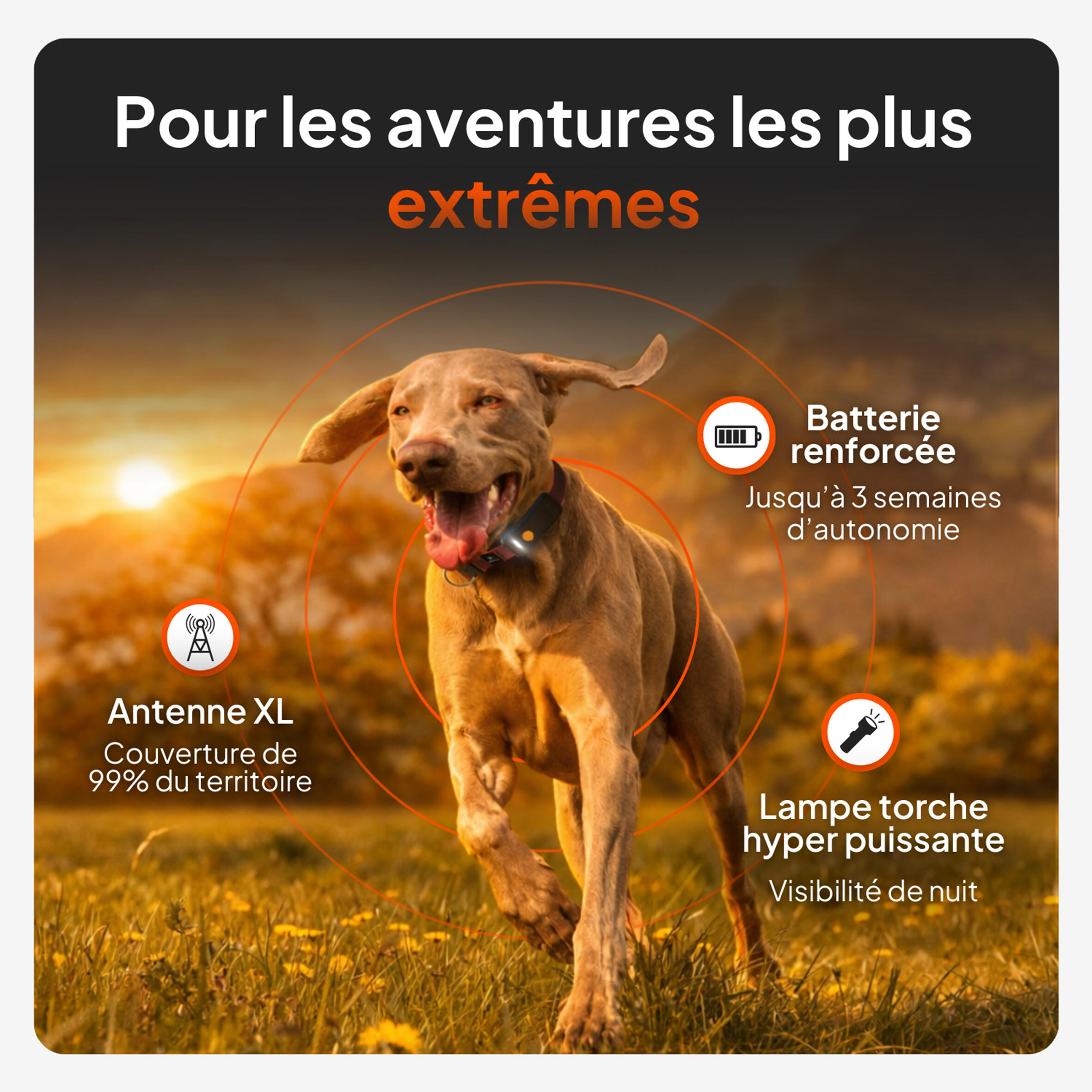 Traceur GPS pour chien XT sans collier 2/12