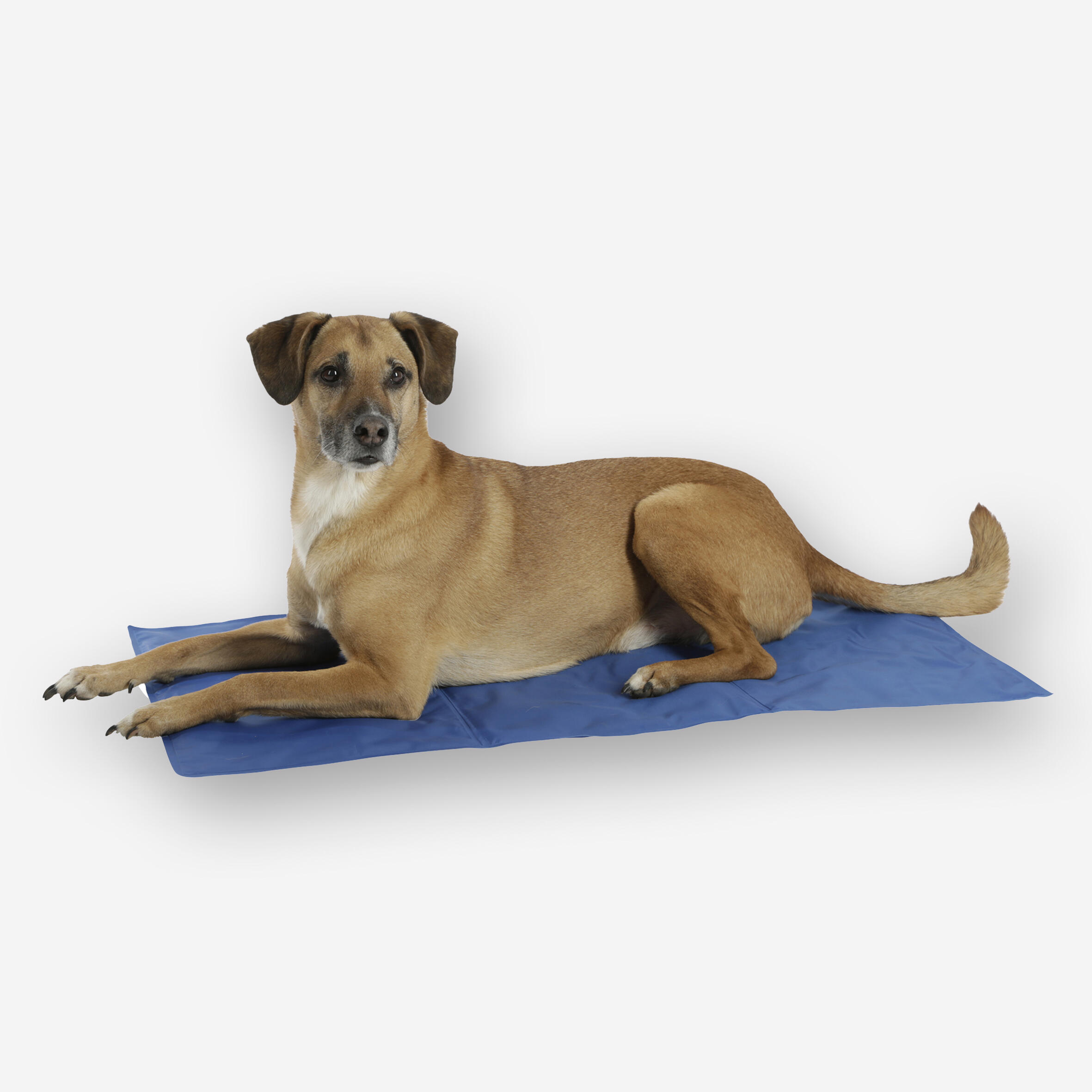 Tapis rafraîchissant Cool Relax 90x50 cm pour chien. 2/3
