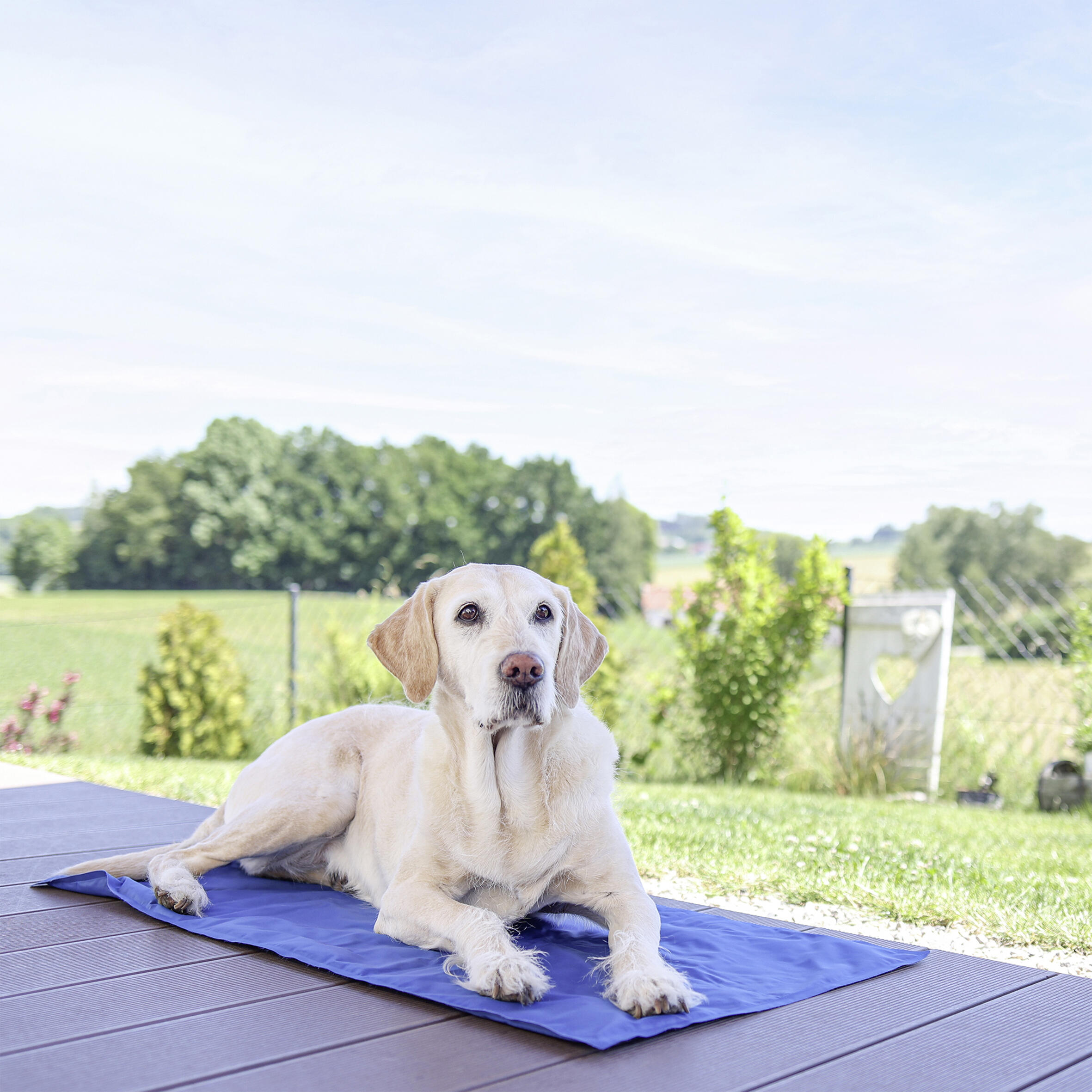 Tapis rafraîchissant Cool Relax 90x50 cm pour chien. 3/3