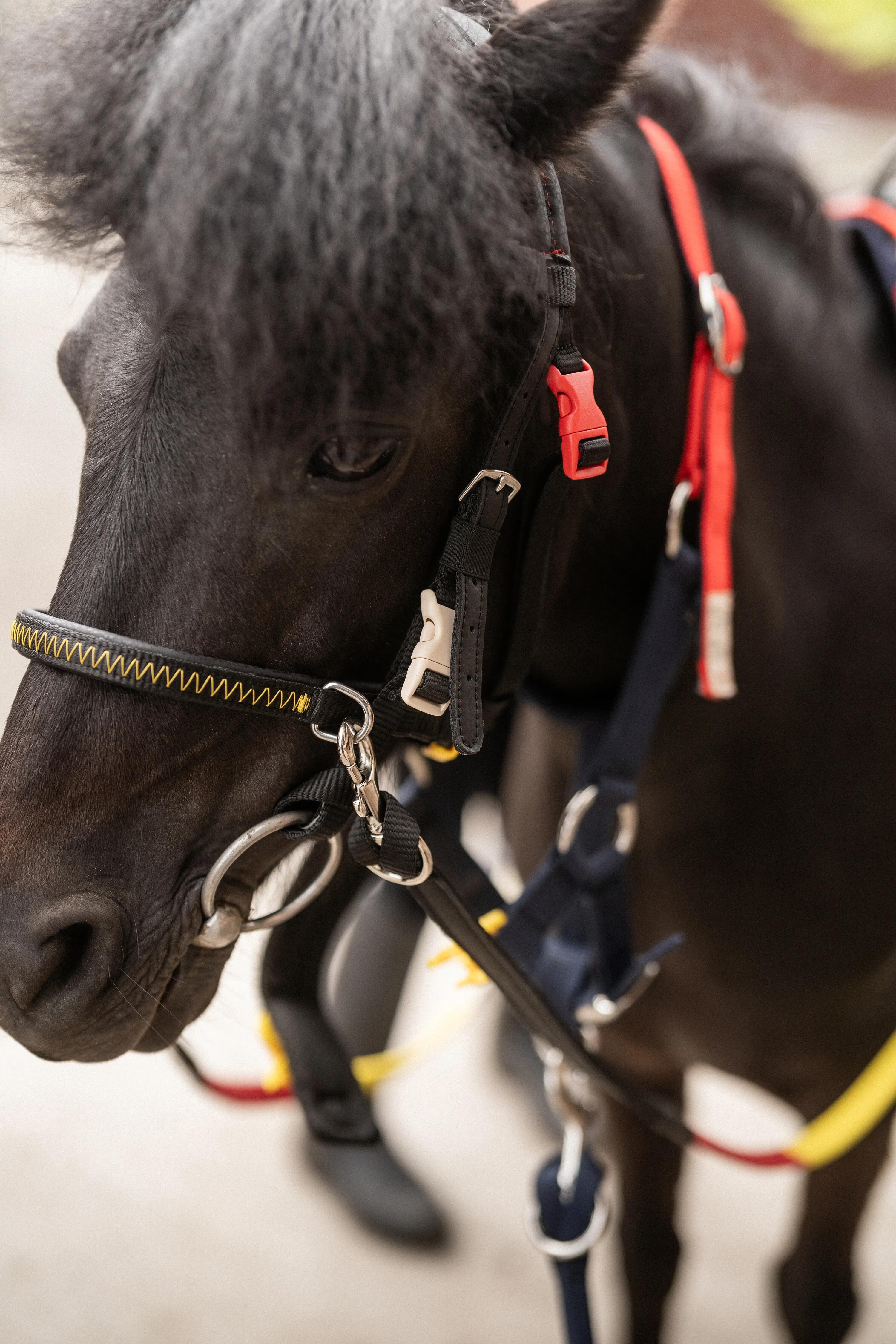 Licol Izisafe éducatif cheval et poney - bleu rouge jaune 8/9