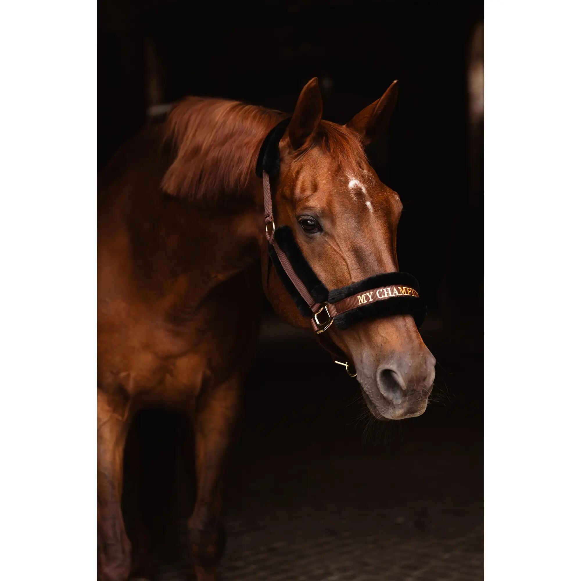 Kantar My champion JD brownie 2/3