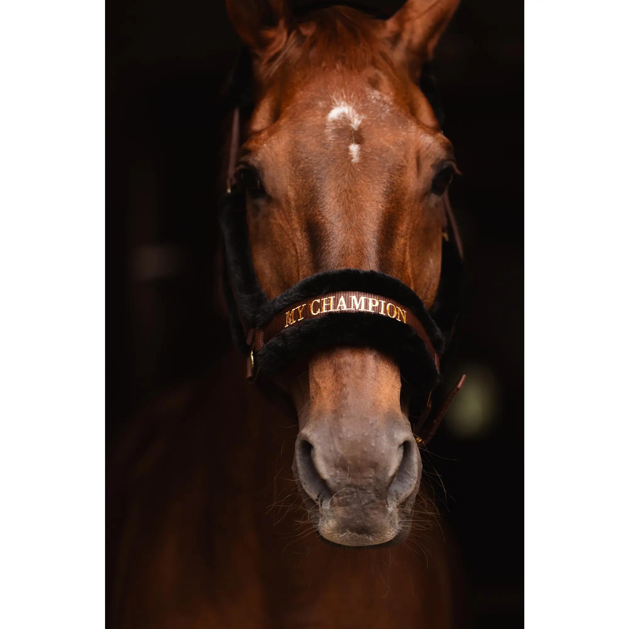 Kantar My champion JD brownie 3/3