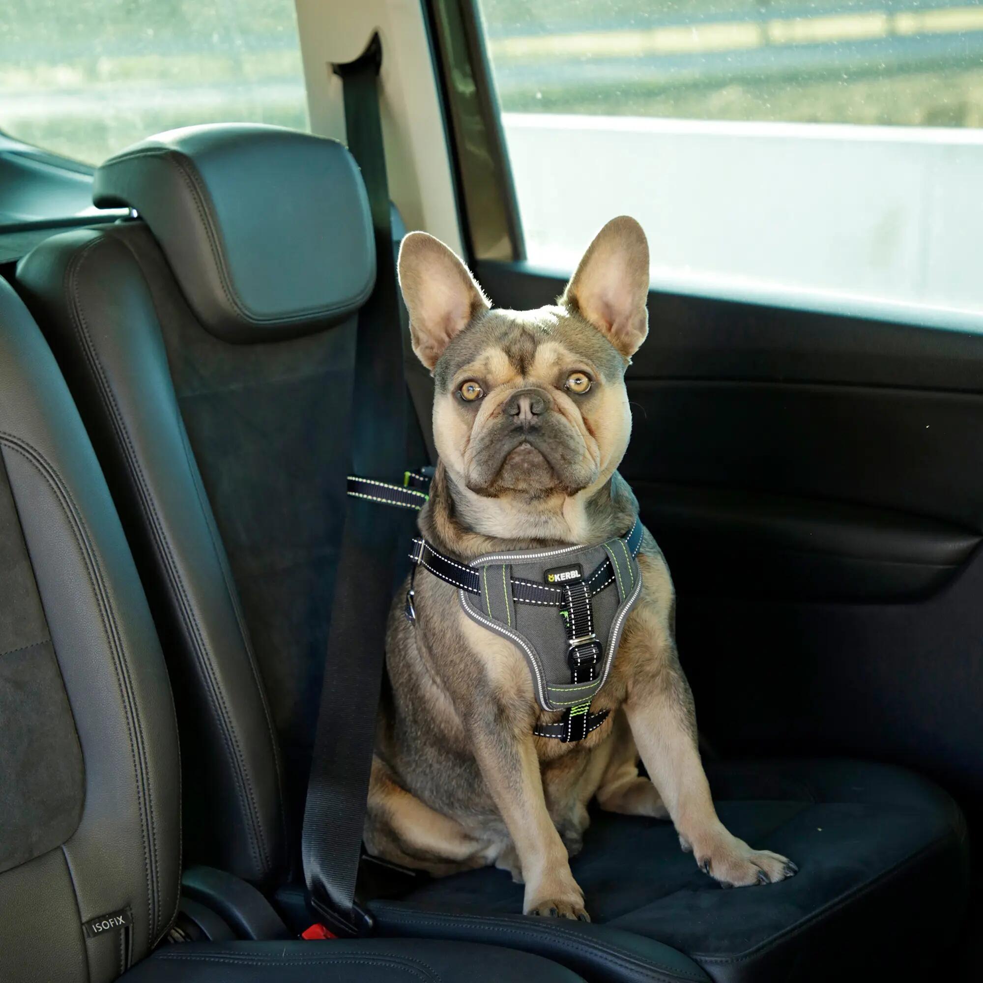 Harnais de sécurité voiture universel pour chien 6/6