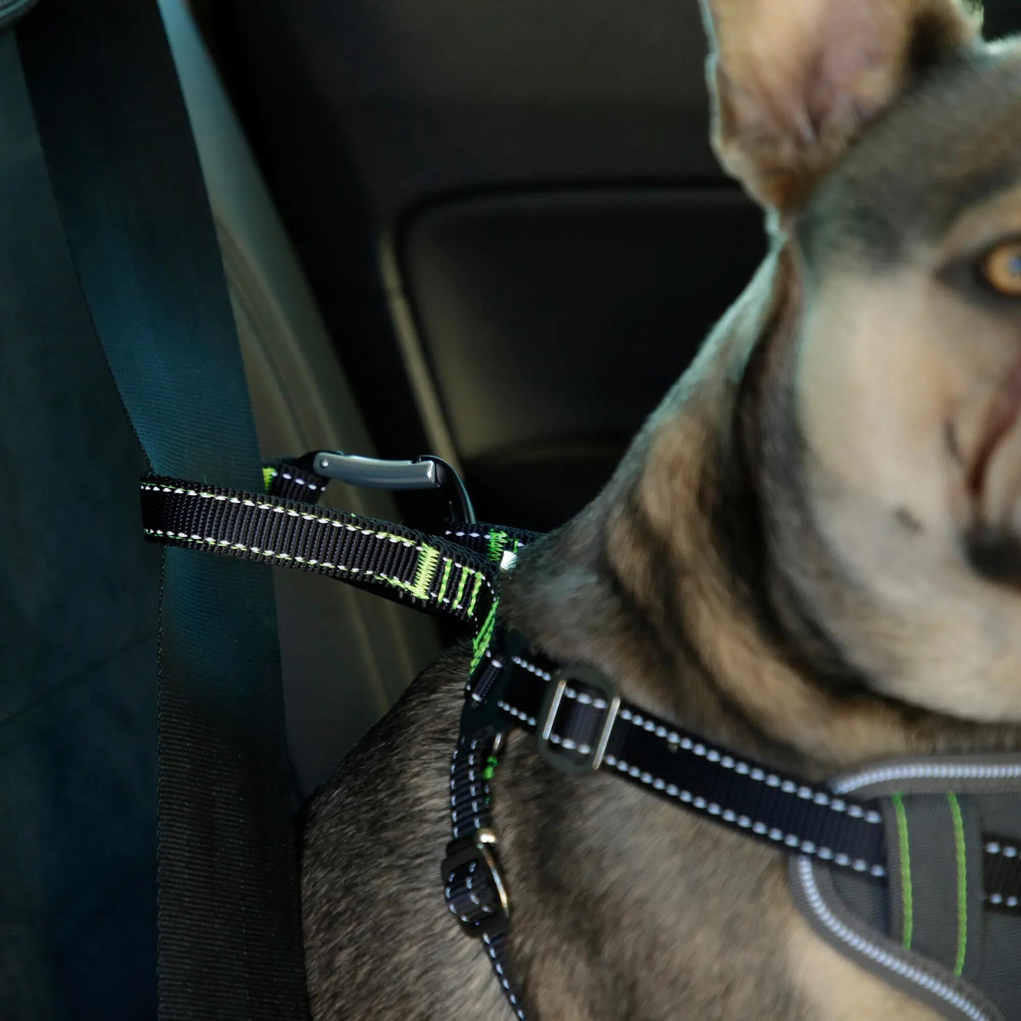 Harnais de sécurité voiture universel pour chien 5/6