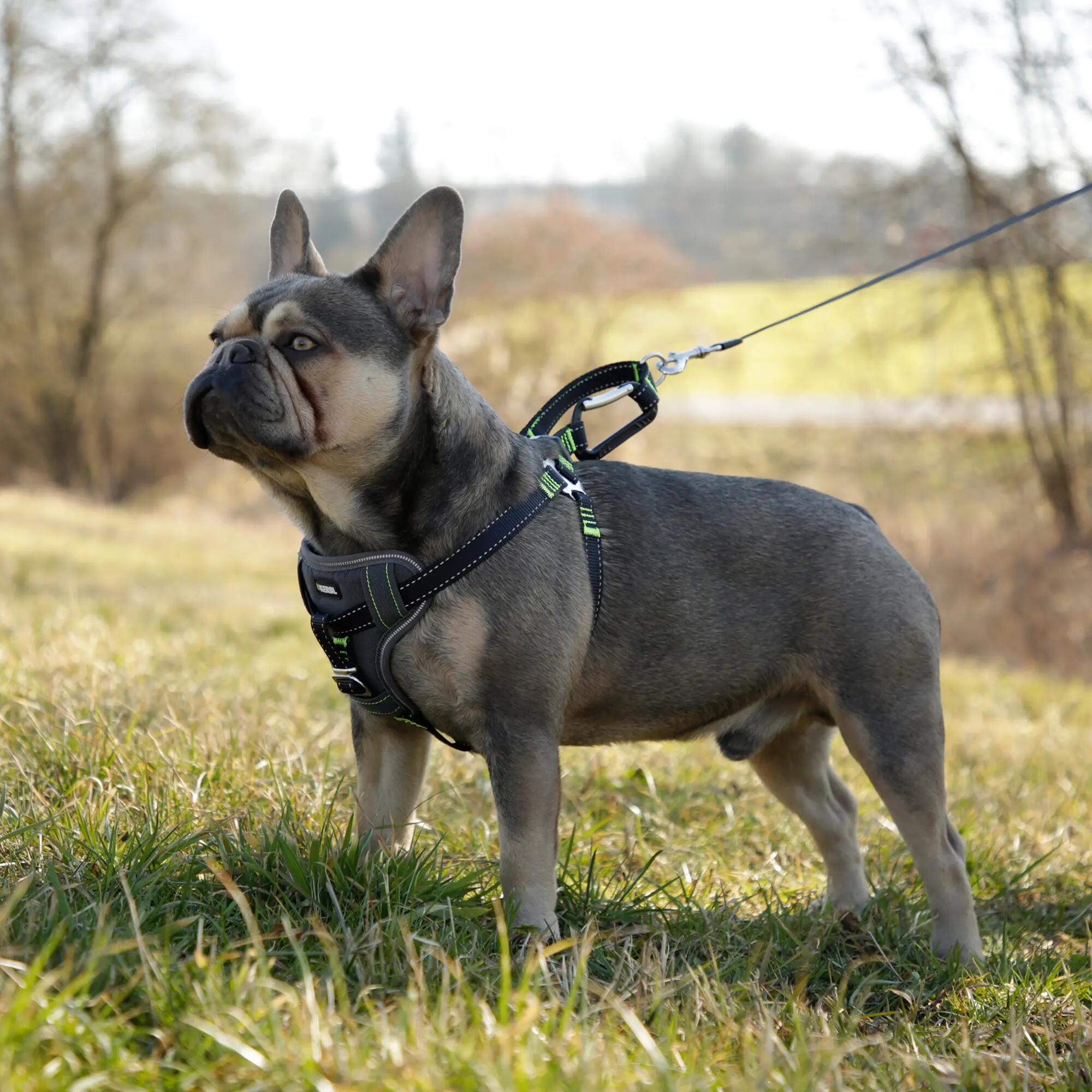 Harnais de sécurité voiture universel pour chien 4/6
