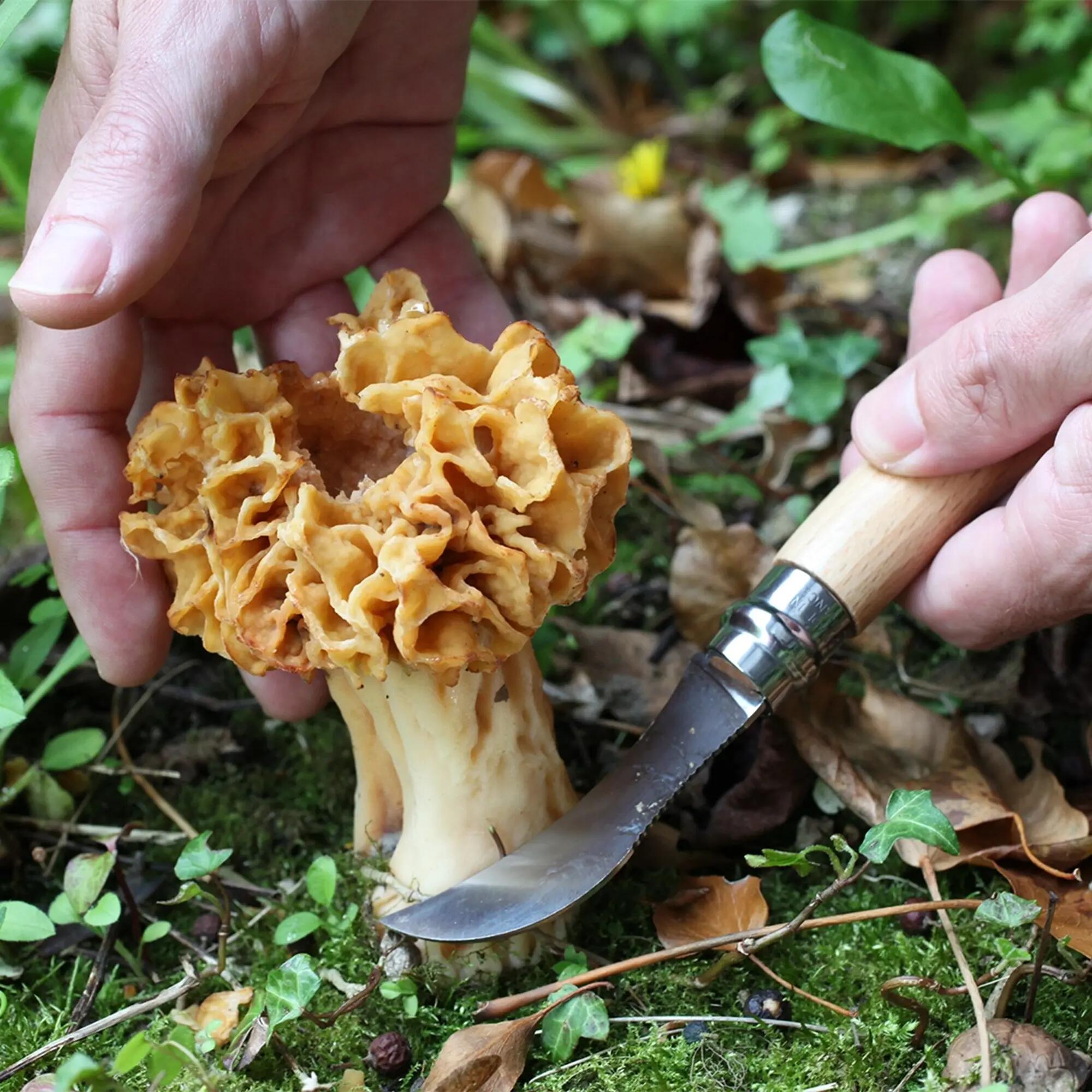 Couteau à champignons Opinel n°8 2/2