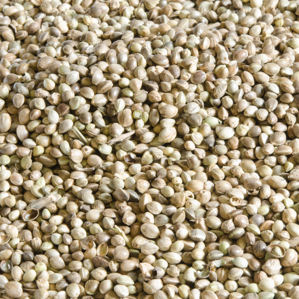 CARP FISHING DRIED HEMPSEED 5 KG