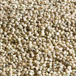 CARP FISHING DRIED SEED HEMPSEED 20 KG